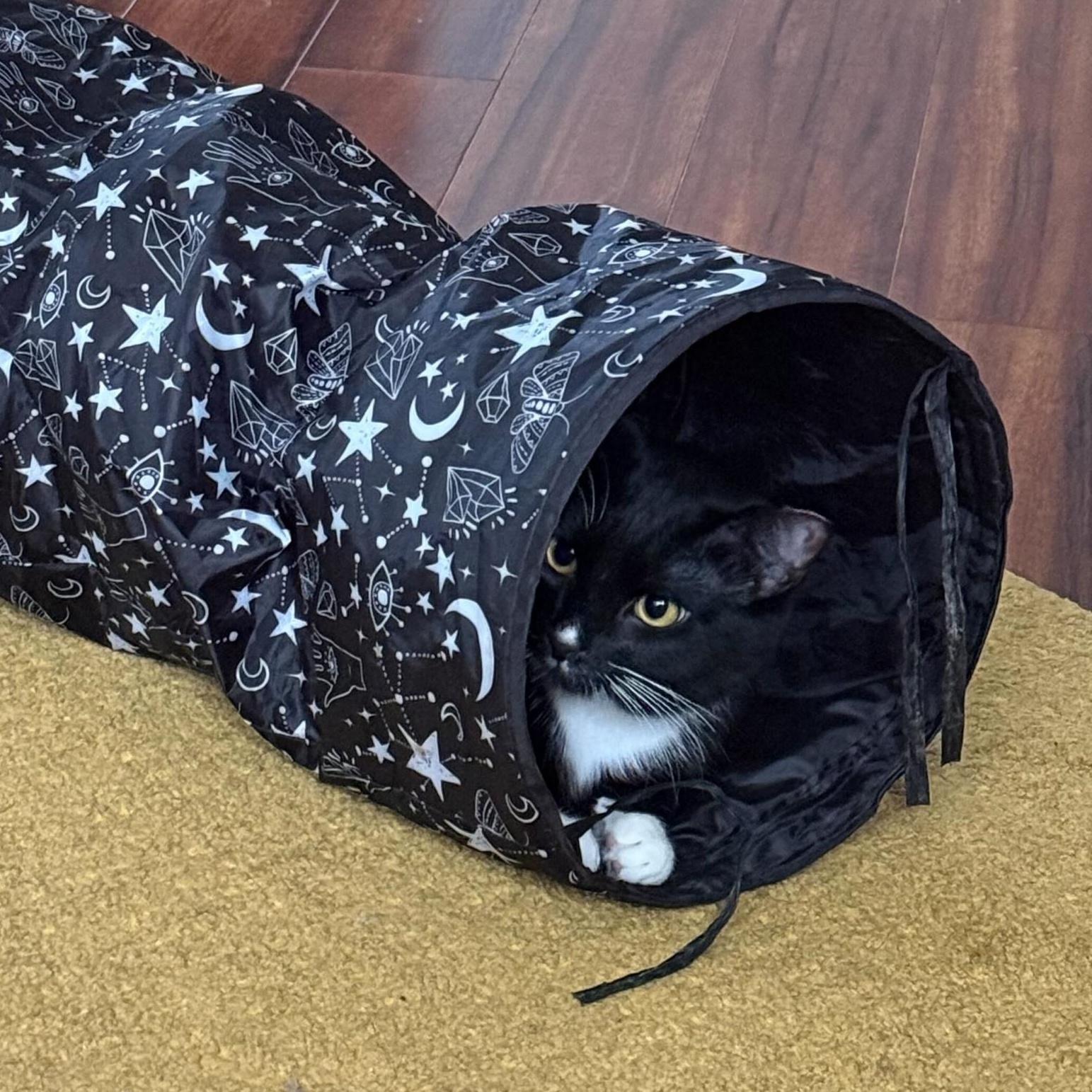 Furlough, a ADOPTABLE Domestic Short Hair in Seattle, WA image 5/6
