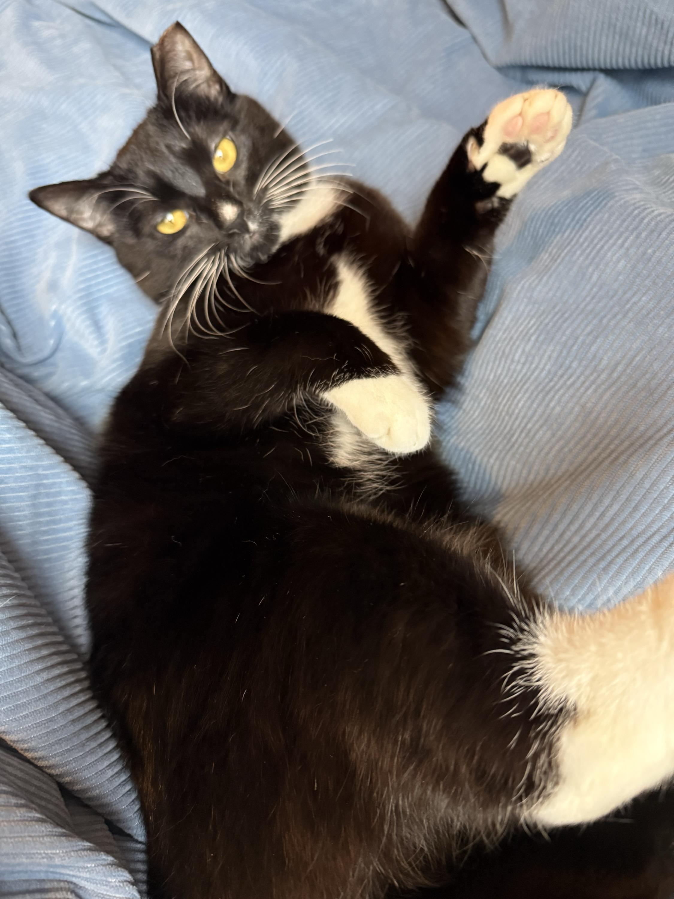 Enlarge Furlough, a ADOPTABLE Domestic Short Hair in Seattle, WA image 4/6