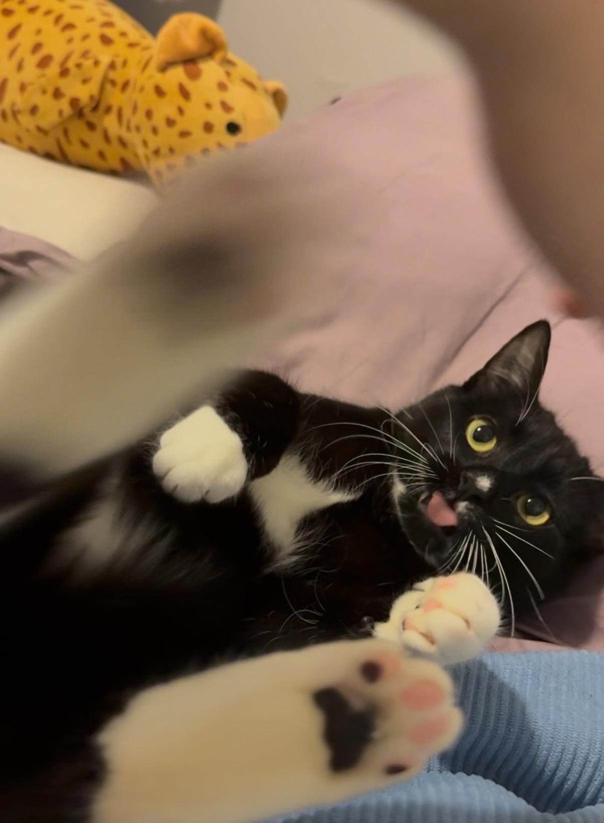 Enlarge Furlough, a ADOPTABLE Domestic Short Hair in Seattle, WA image 3/6