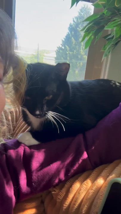 Enlarge Furlough, a ADOPTABLE Domestic Short Hair in Seattle, WA video 6/6