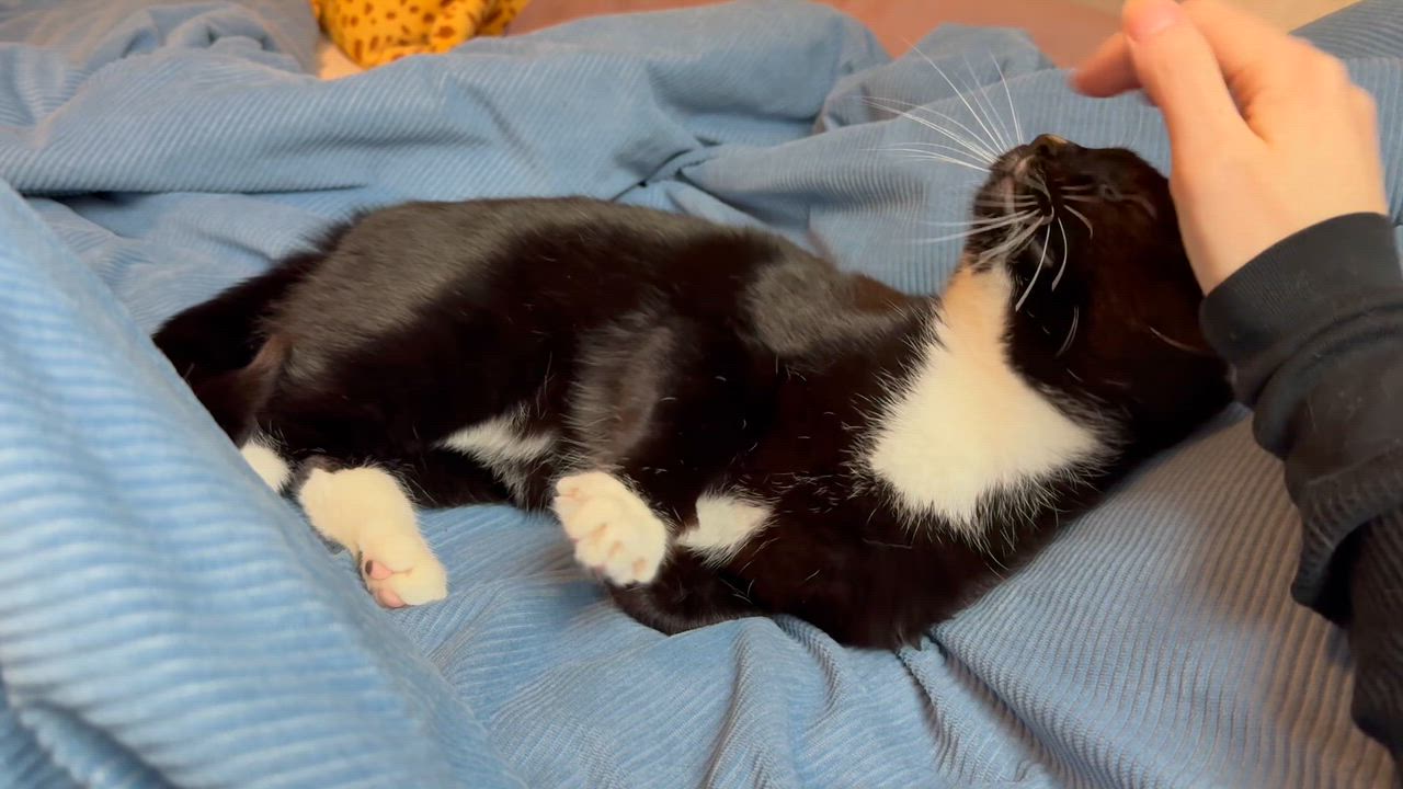 Enlarge Furlough, a ADOPTABLE Domestic Short Hair in Seattle, WA video 2/6