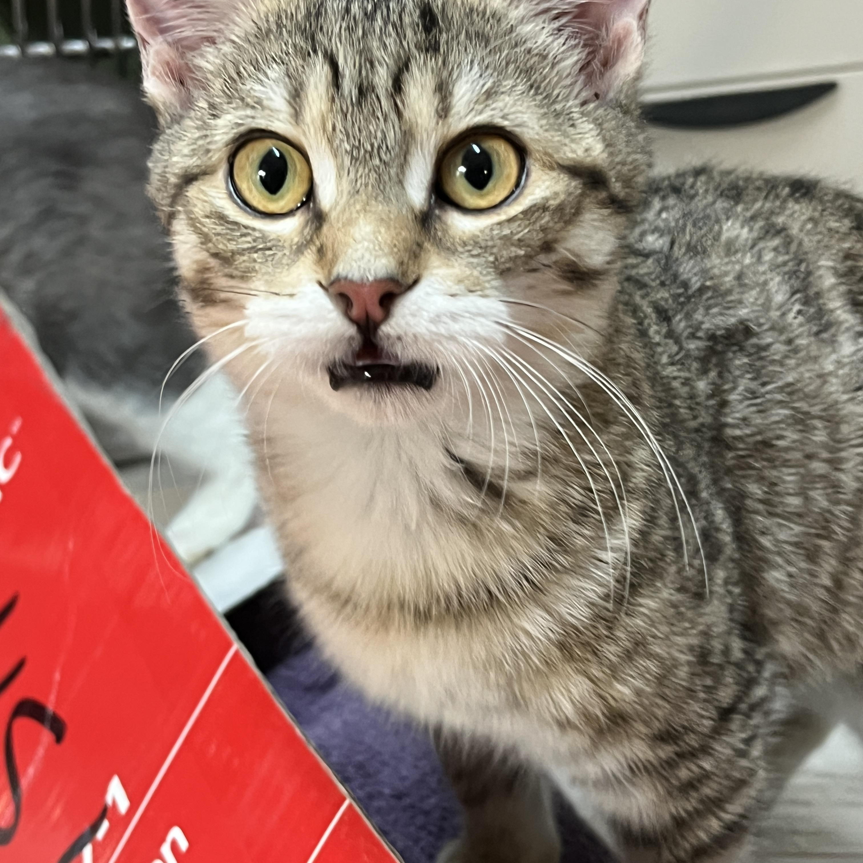 Enlarge MOUTARDE & MINNY (CR/SC), an adopted Domestic Short Hair in Sainte-Angele-de-Monnoir, QC image 2/6