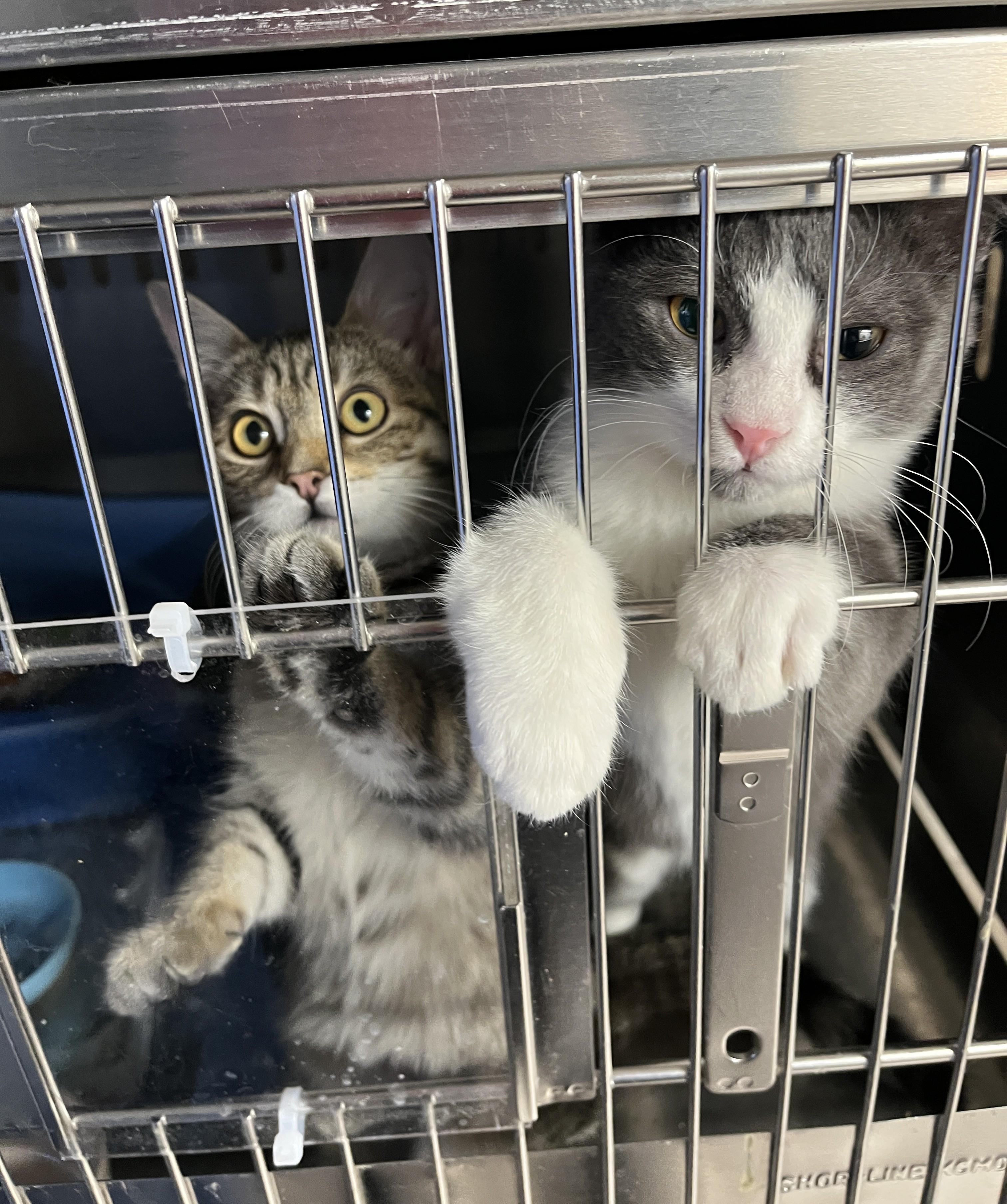 Enlarge MOUTARDE & MINNY (CR/SC), an adopted Domestic Short Hair in Sainte-Angele-de-Monnoir, QC image 5/6