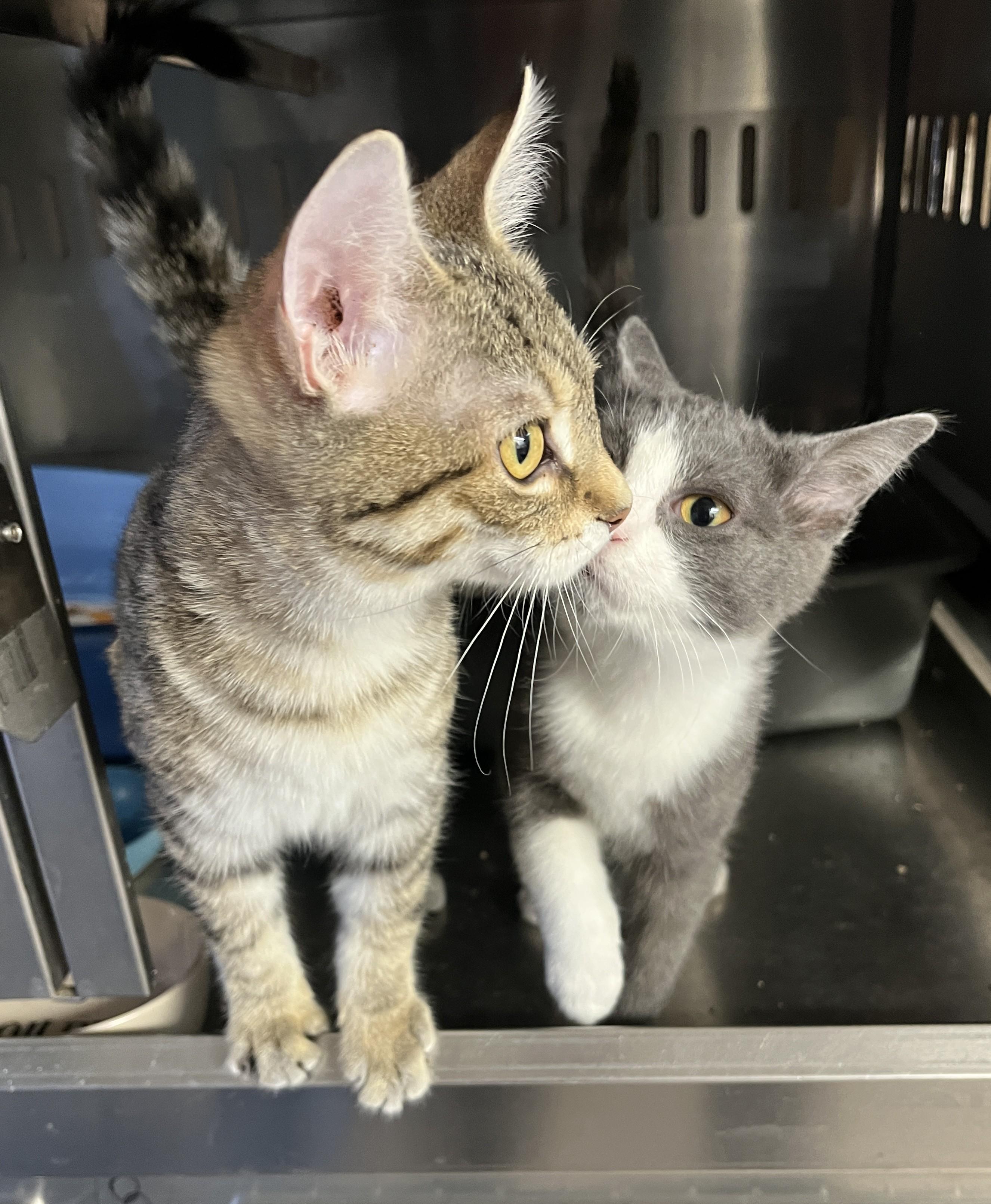 Enlarge MOUTARDE & MINNY (CR/SC), an adopted Domestic Short Hair in Sainte-Angele-de-Monnoir, QC image 4/6