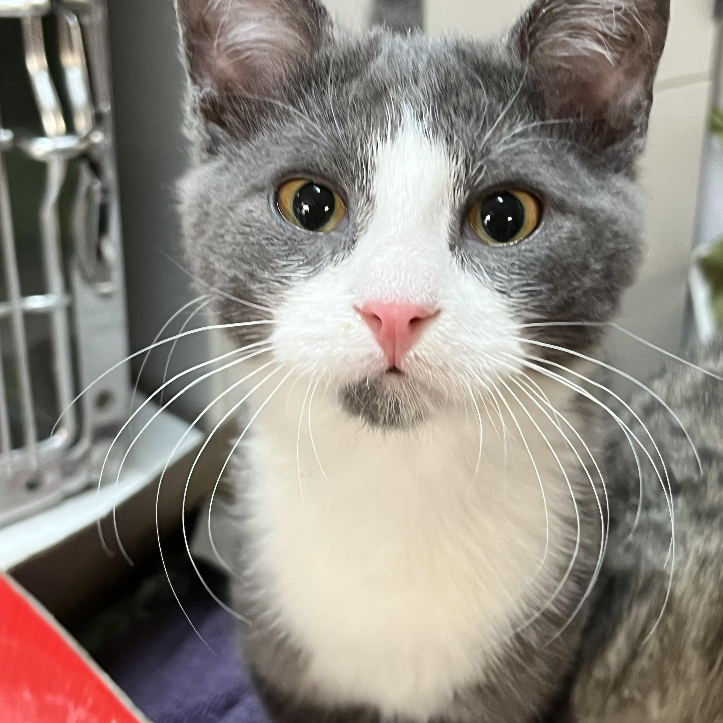 Enlarge MOUTARDE & MINNY (CR/SC), an adopted Domestic Short Hair in Sainte-Angele-de-Monnoir, QC image 3/6