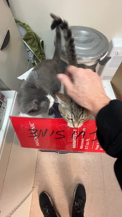 Enlarge MOUTARDE & MINNY (CR/SC), an adopted Domestic Short Hair in Sainte-Angele-de-Monnoir, QC video 6/6