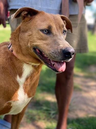 Cherry, an adoptable Chocolate Labrador Retriever, American Staffordshire Terrier in eugene, OR, 97402 | Photo Image 2