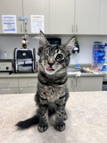 Enlarge Scissors, a Adoptable mixed breed in Pleasanton, CA image 2/3