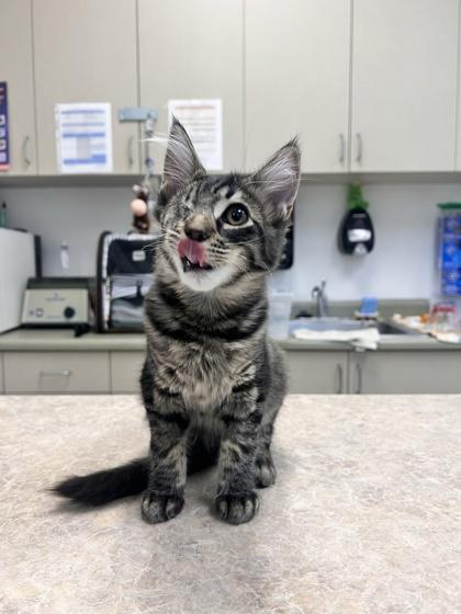 Enlarge Scissors, a Adoptable mixed breed in Pleasanton, CA image 3/3