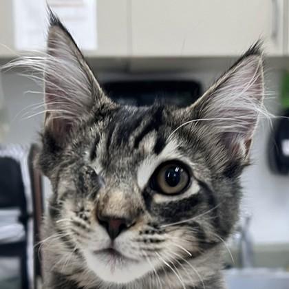 Scissors, Adoptable, Kitten Male Domestic Medium Hair & Domestic Short Hair.