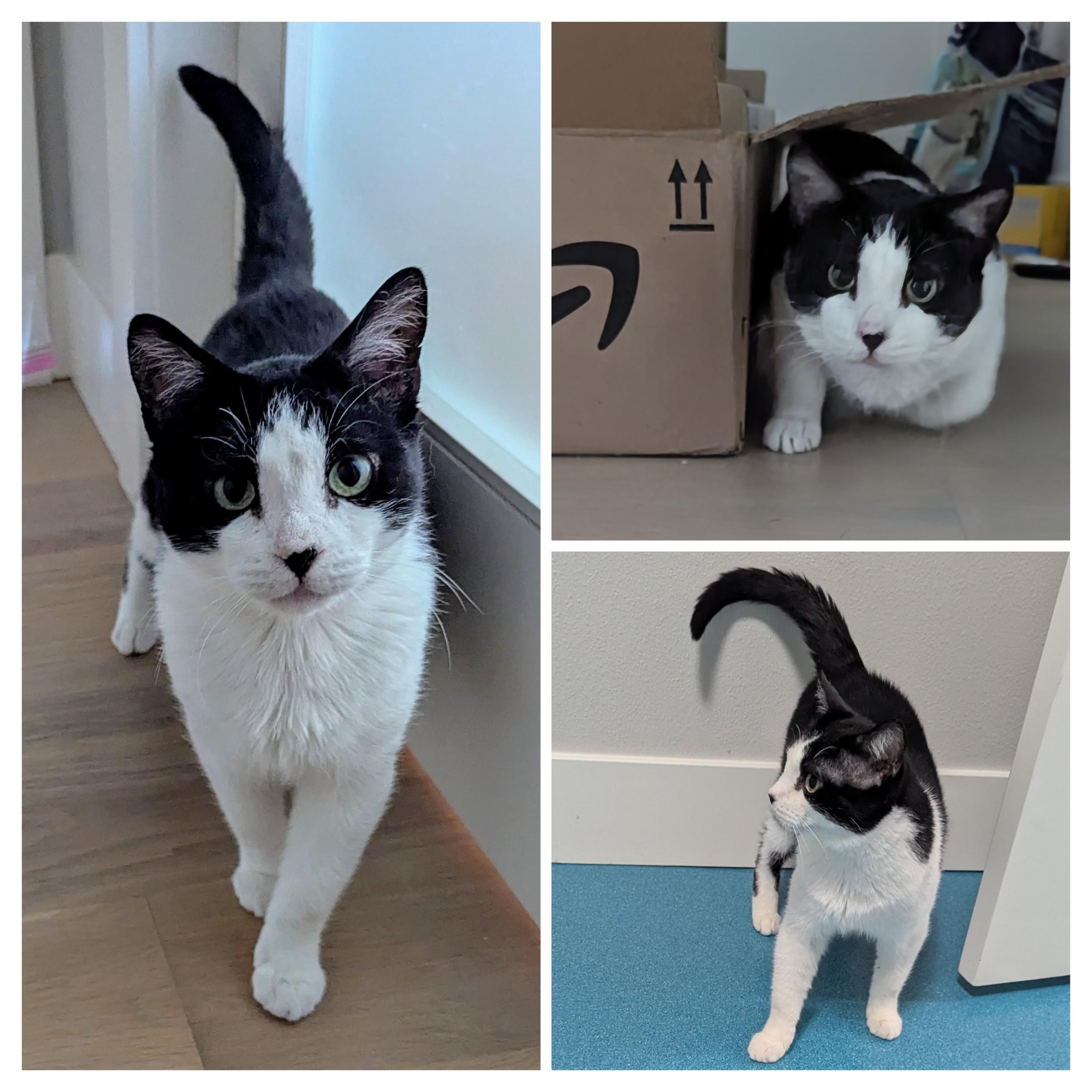 Checkers, a Adoptable mixed breed in West Richland, WA image 4/5