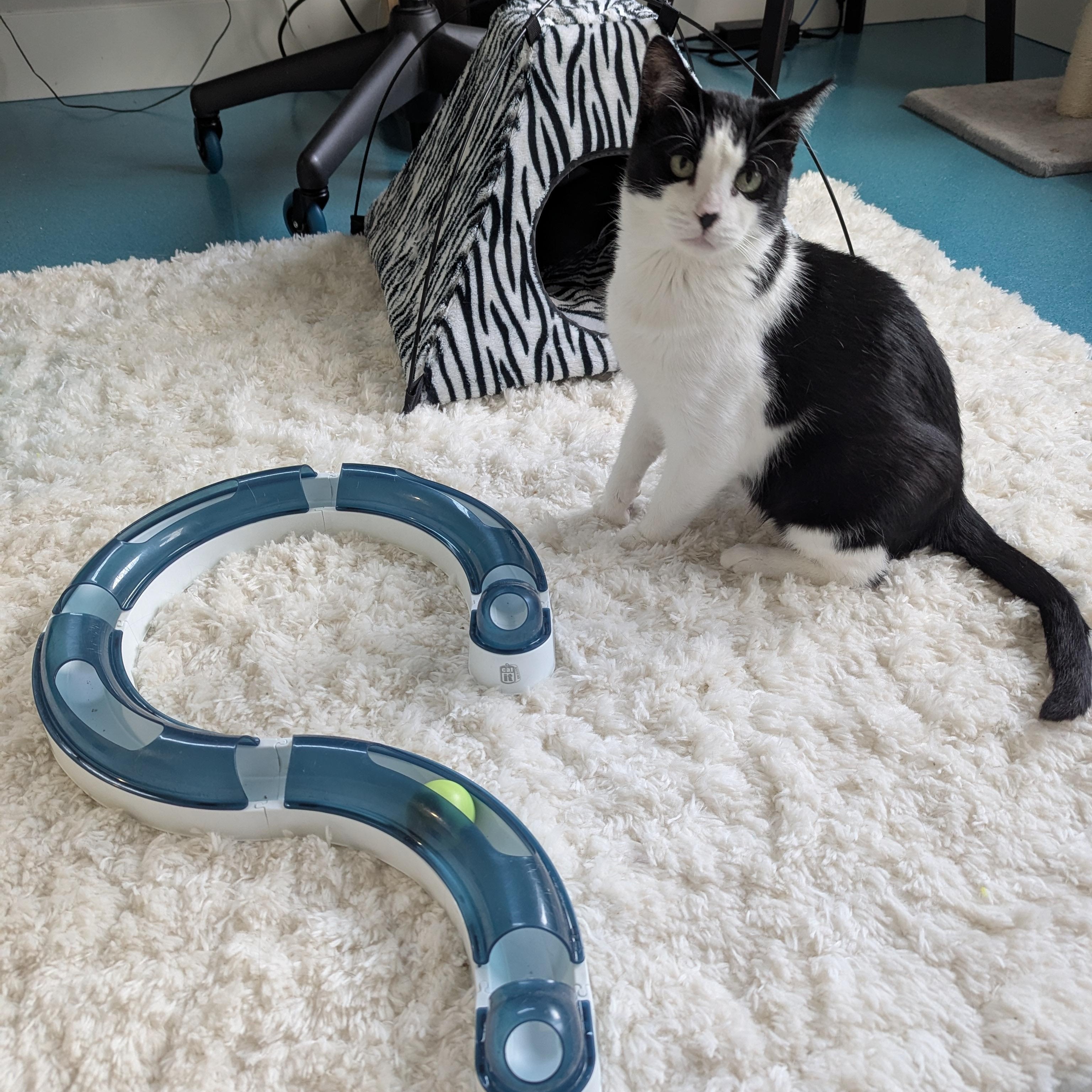 Checkers, Adoptable, Adult Male Domestic Short Hair & Tuxedo.