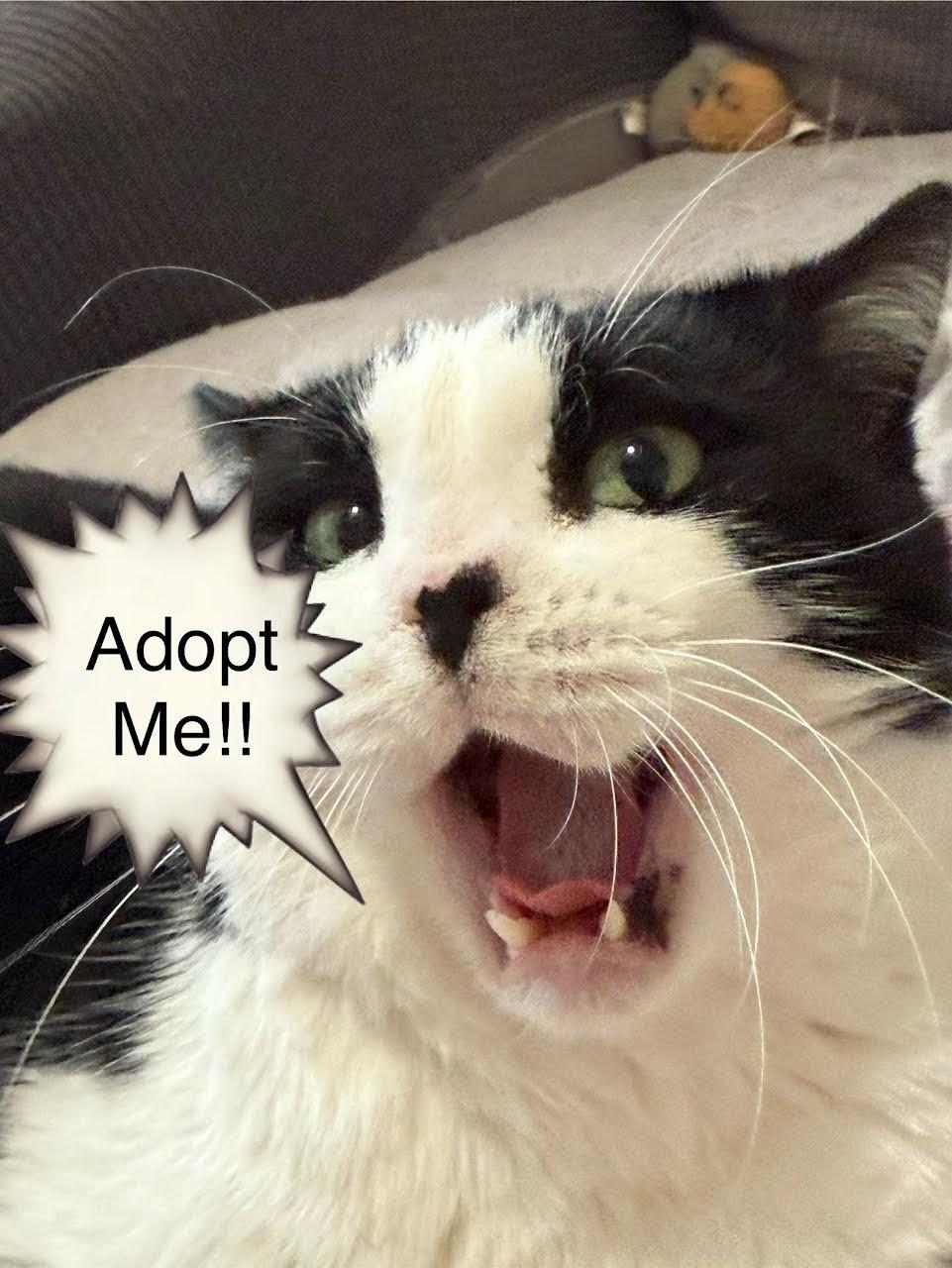 Checkers, Adoptable, Young Male Domestic Short Hair & Tuxedo.