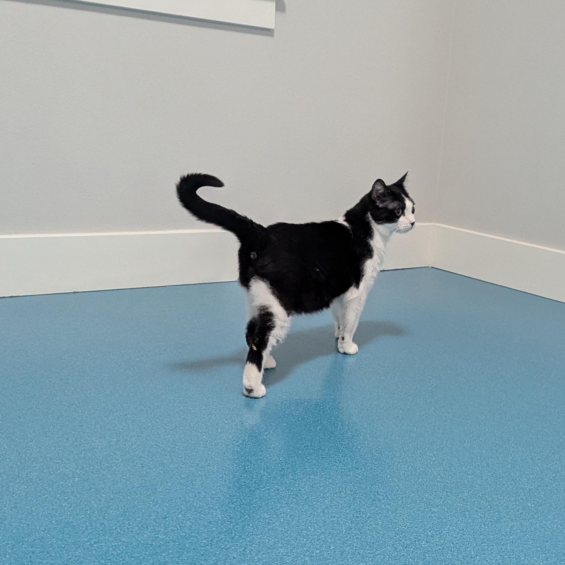 Checkers, an adoptable Domestic Short Hair, Tuxedo in West Richland, WA, 99353 | Photo Image 3