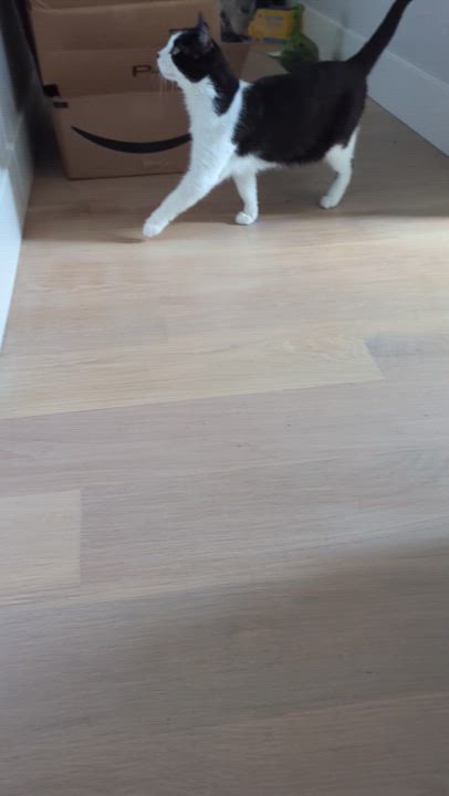 Enlarge Checkers, a Adoptable mixed breed in West Richland, WA video 5/5