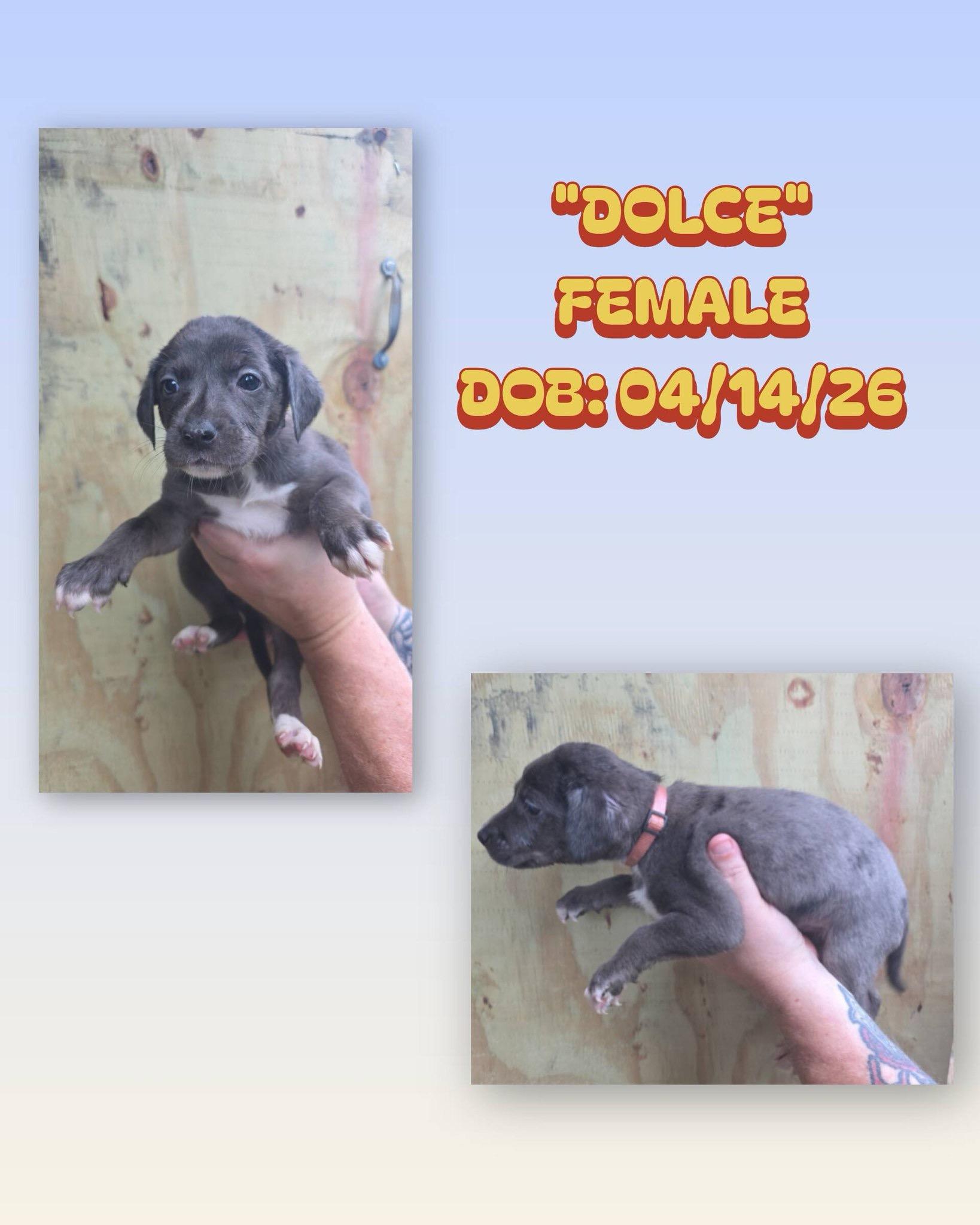 Dolce, adopted, Puppy Female Catahoula Leopard Dog & Australian Shepherd.