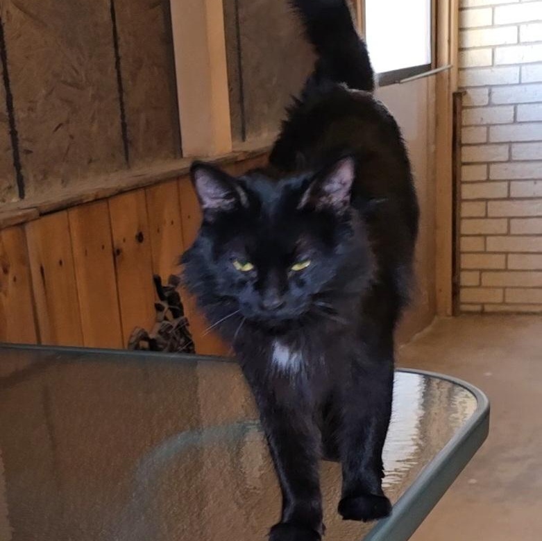 Enlarge MAMA, a ADOPTABLE Domestic Long Hair in Fletcher, OK image 3/5