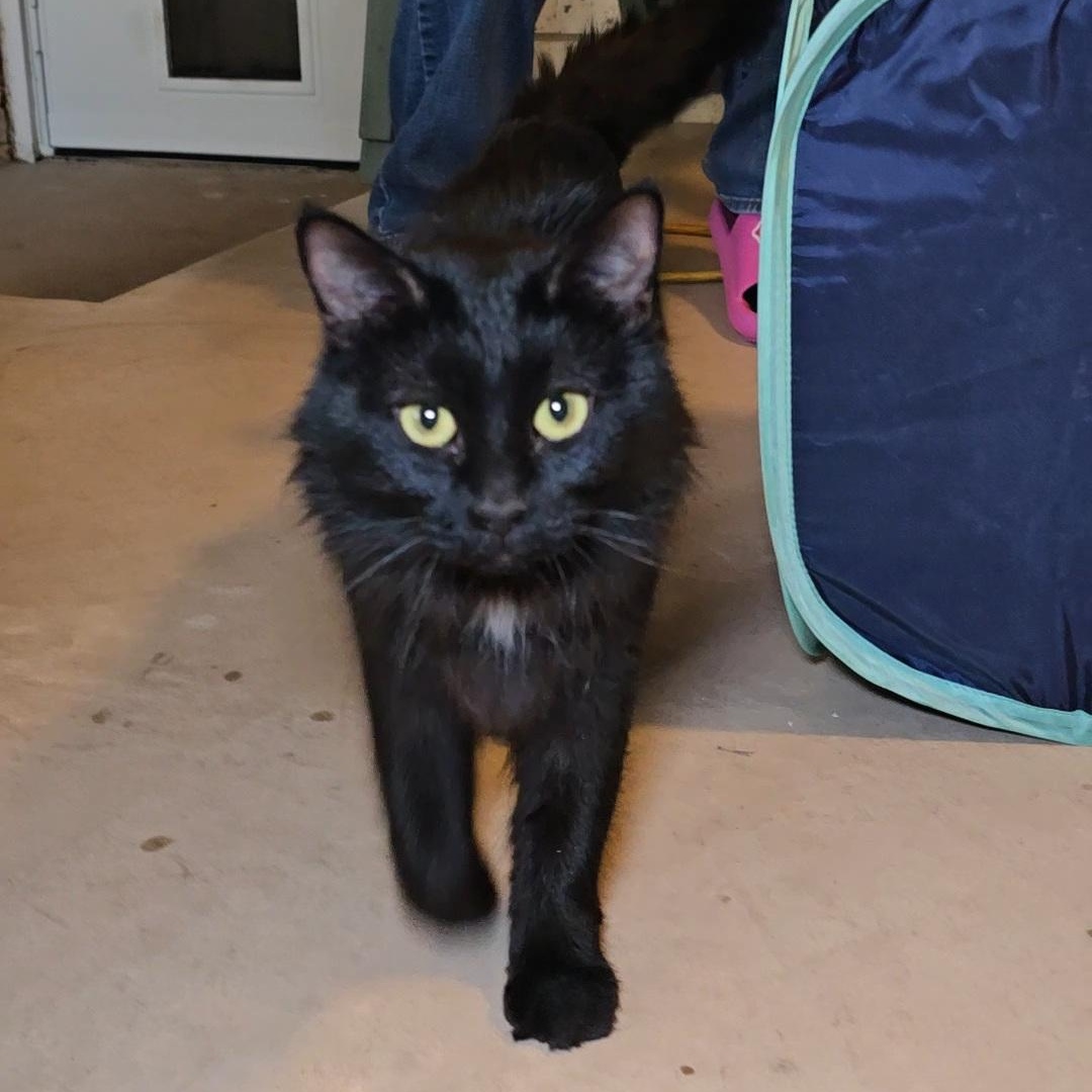 Enlarge MAMA, a ADOPTABLE Domestic Long Hair in Fletcher, OK image 5/5