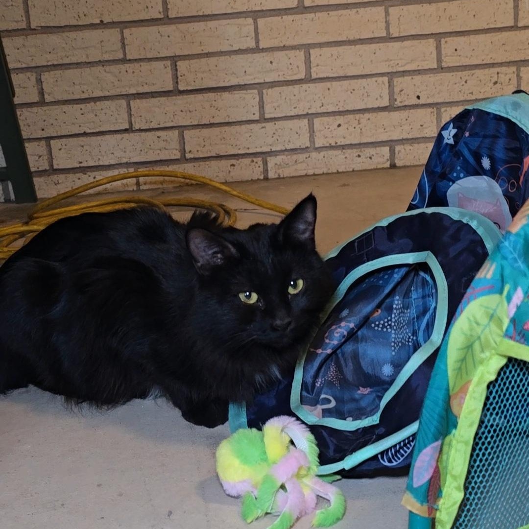 Enlarge MAMA, a ADOPTABLE Domestic Long Hair in Fletcher, OK image 4/5