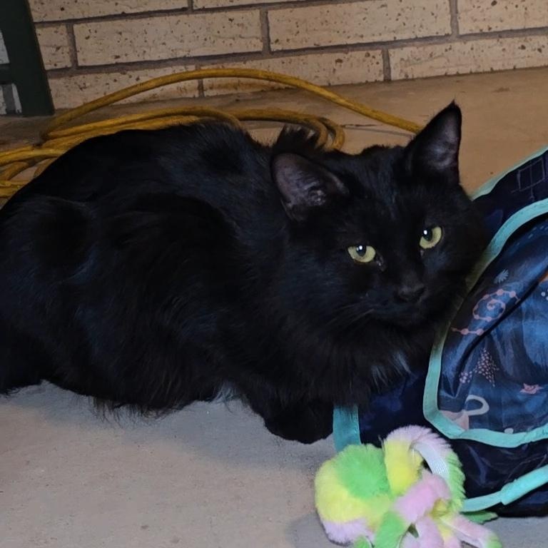 Enlarge MAMA, a ADOPTABLE Domestic Long Hair in Fletcher, OK image 2/5