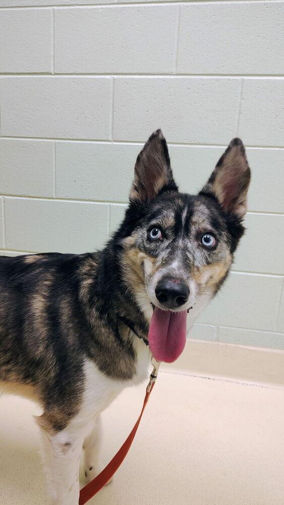 Ohana, Adoptable, Adult Female Shepherd & Husky.