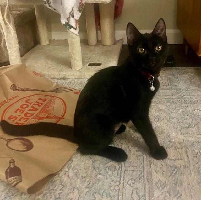 Dee Dee, a Adoptable Domestic Short Hair in Philadelphia, PA image 1/3