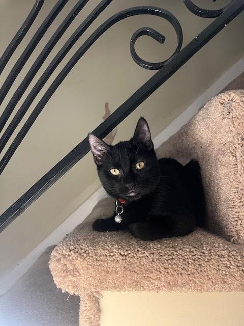 Dee Dee, a Adoptable Domestic Short Hair in Philadelphia, PA image 2/3