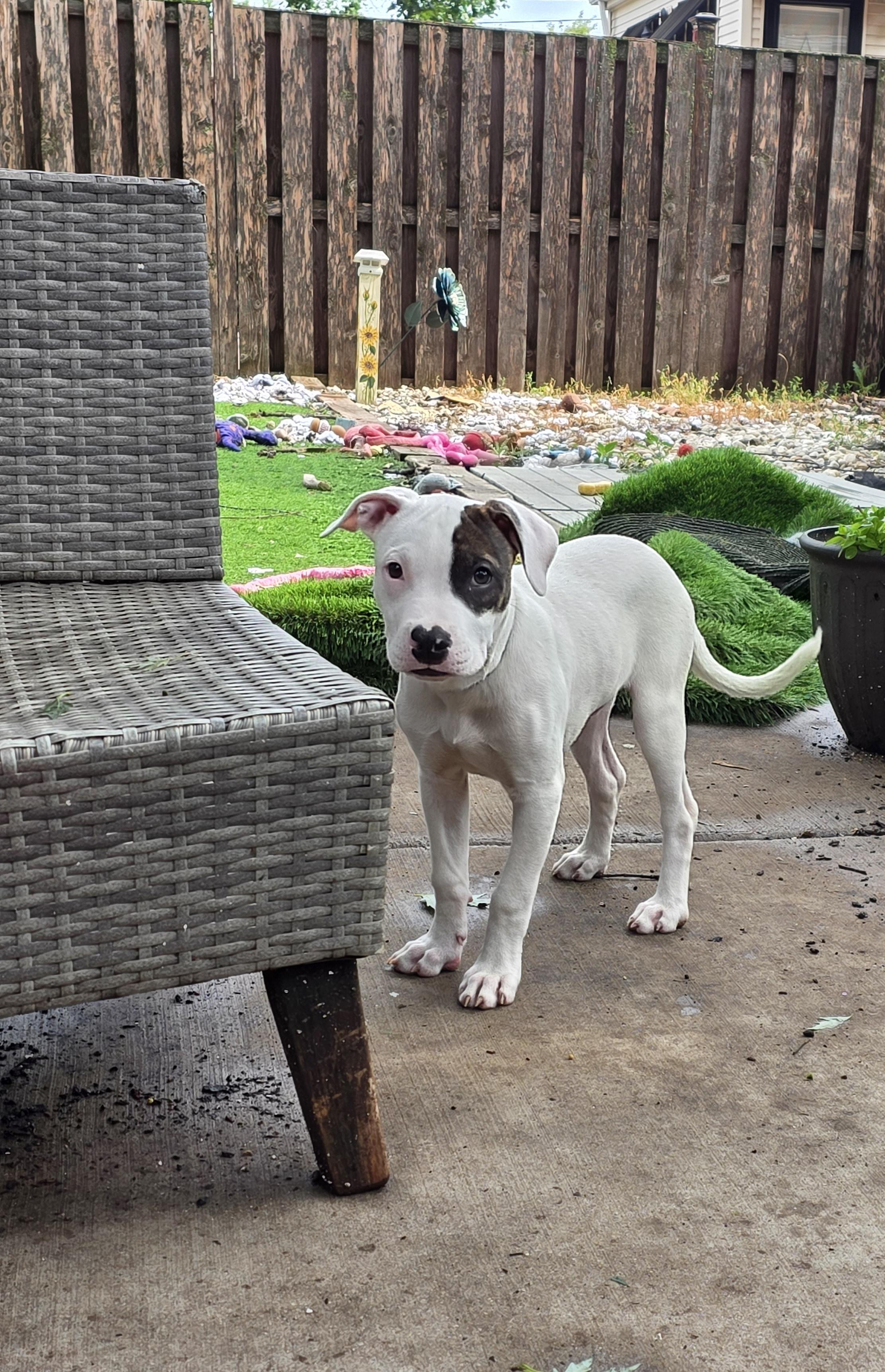 Strudel, a ADOPTABLE Pit Bull Terrier in Niles, IL image 6/6