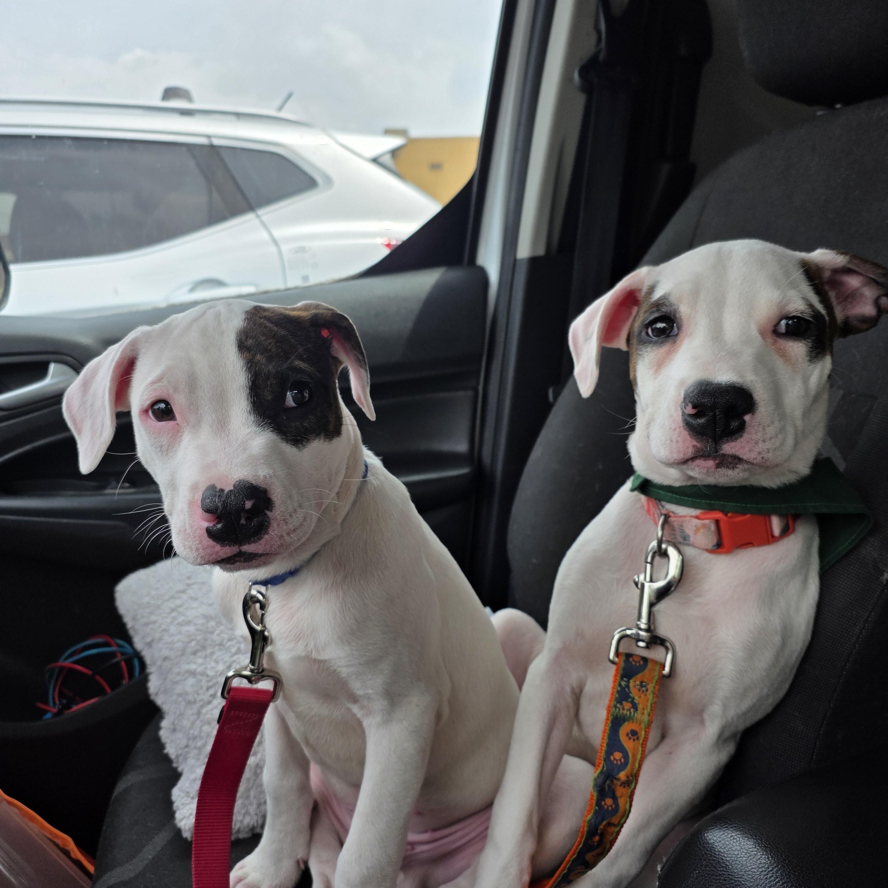 Strudel, a ADOPTABLE Pit Bull Terrier in Niles, IL image 3/6
