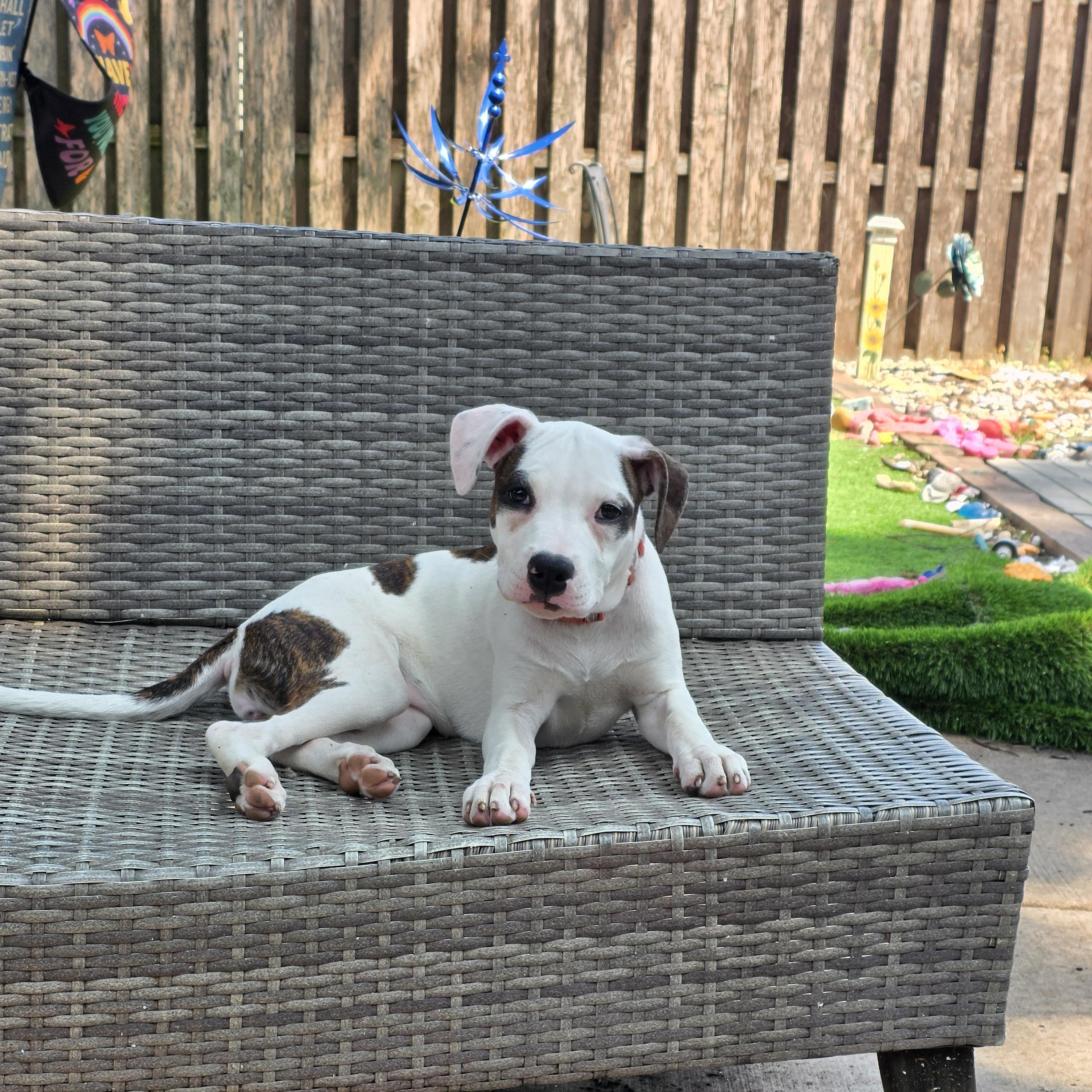Strudel, ADOPTABLE, Puppy Female Pit Bull Terrier.