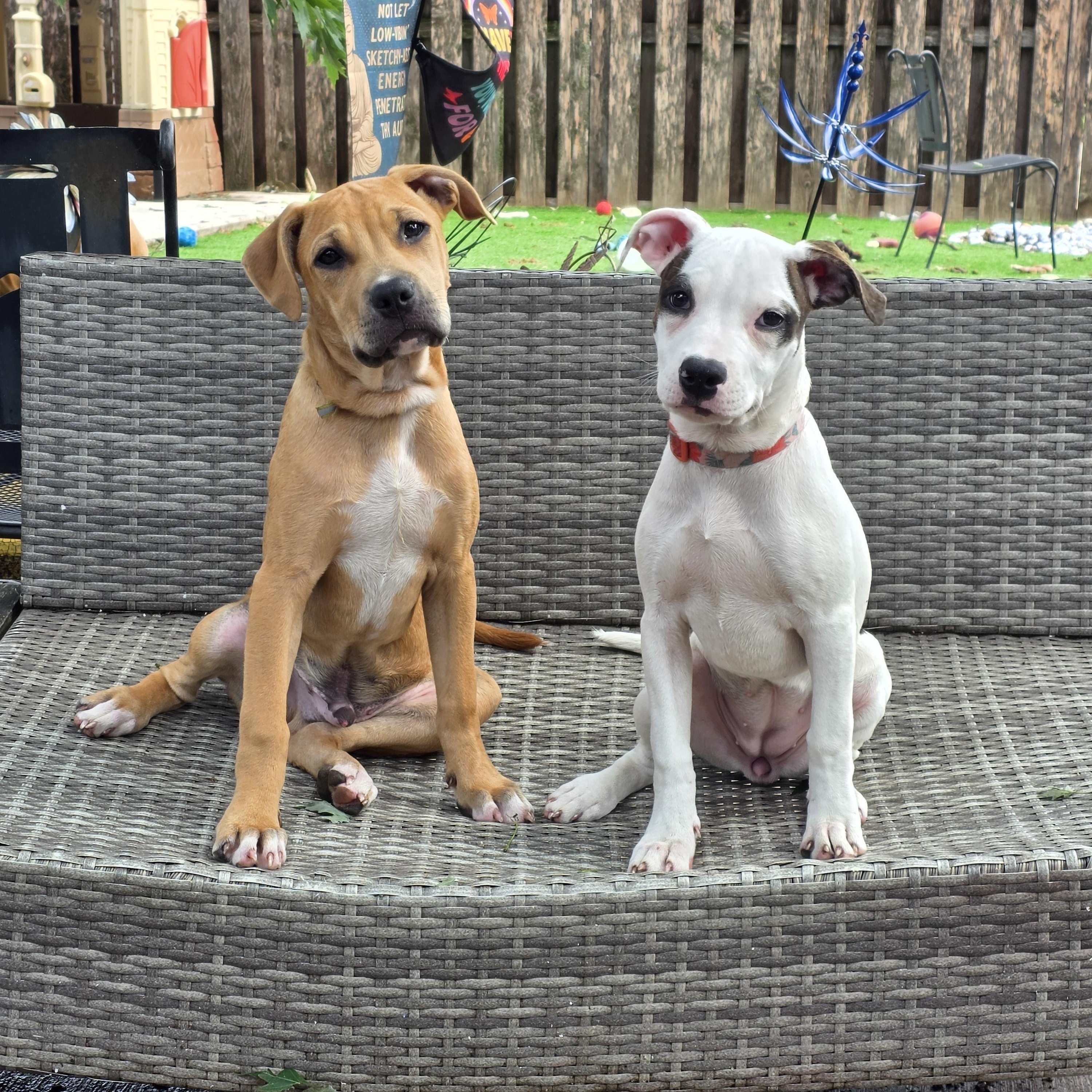 Strudel, a ADOPTABLE Pit Bull Terrier in Niles, IL image 5/6