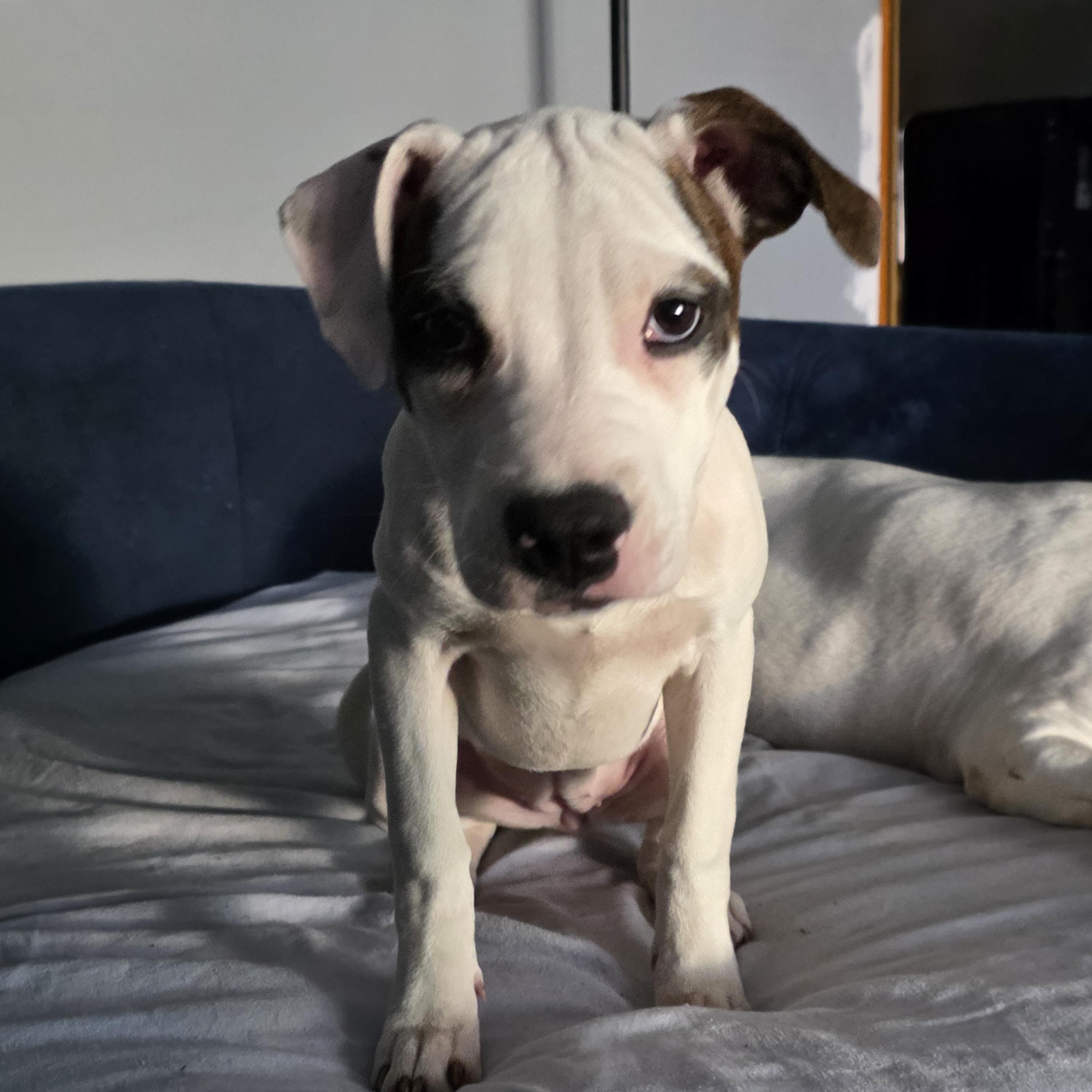 Strudel, a ADOPTABLE Pit Bull Terrier in Niles, IL image 2/6