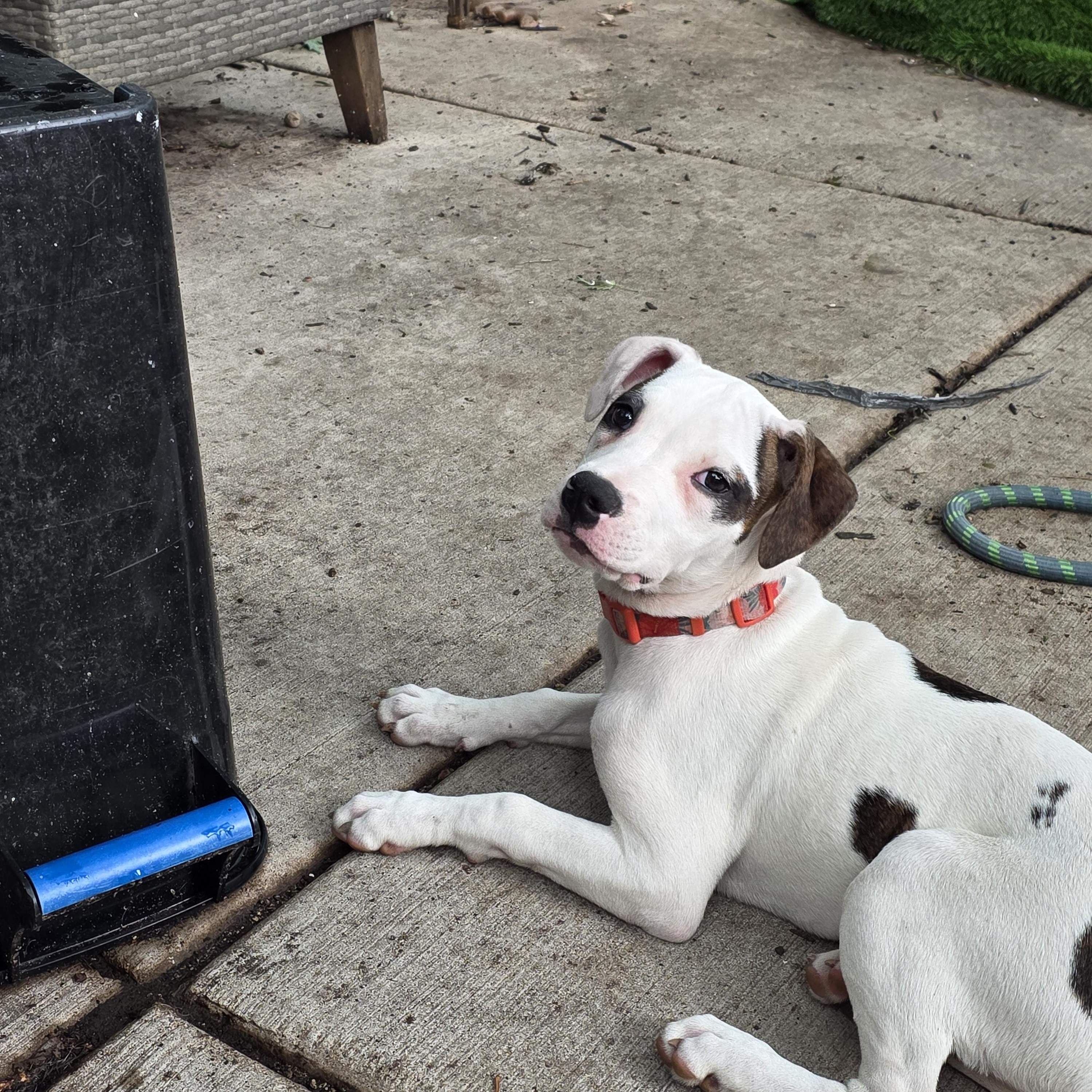 Strudel, a ADOPTABLE Pit Bull Terrier in Niles, IL image 4/6