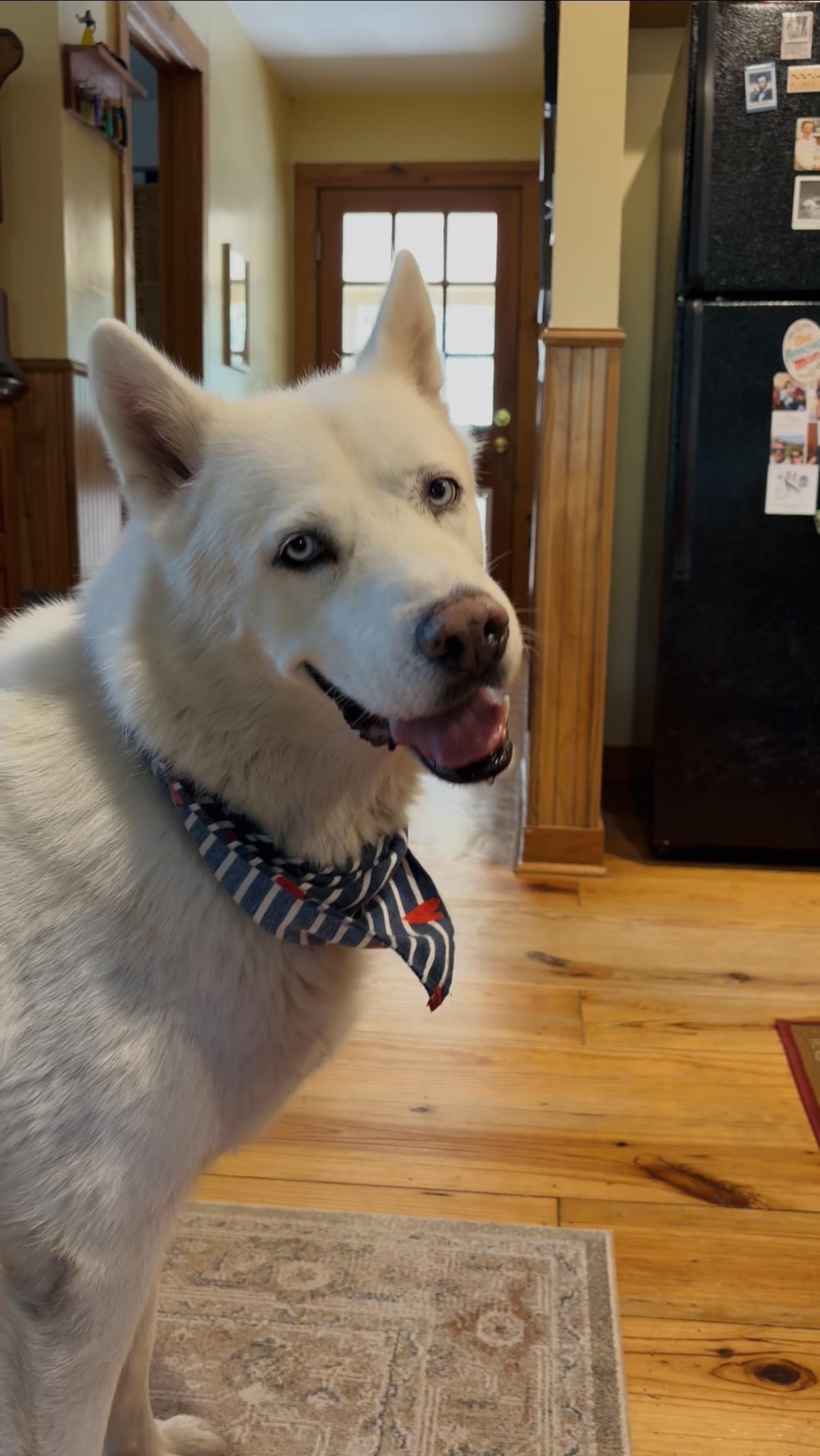Enlarge Poco, a Adoptable mixed breed in Columbus, OH image 2/6