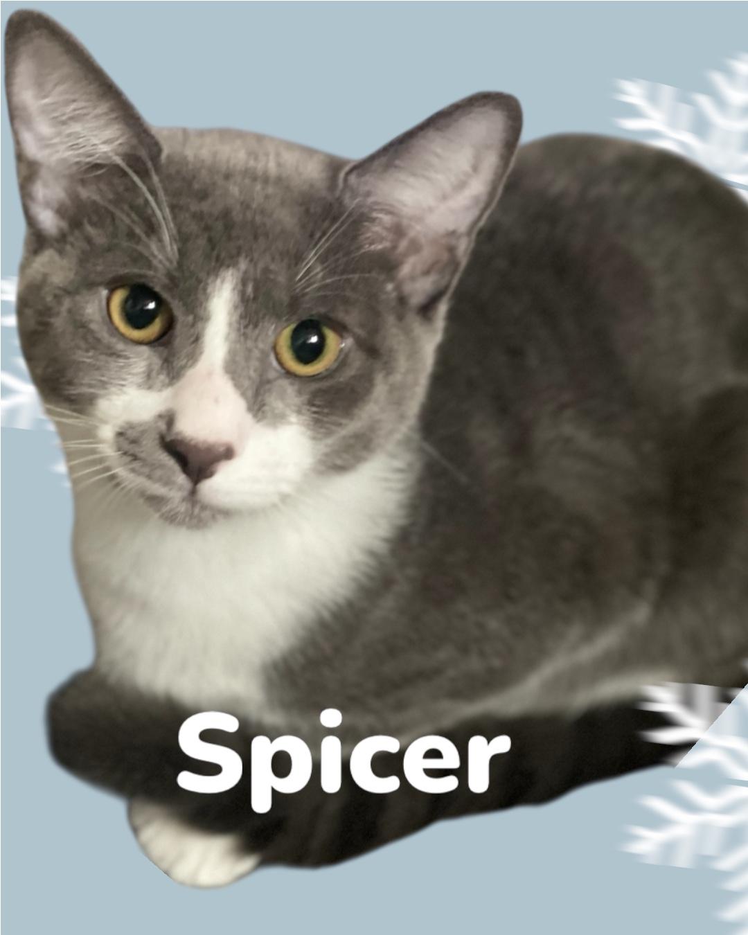 Enlarge Spicer, a ADOPTABLE Domestic Short Hair in Woodbridge, VA image 1/2
