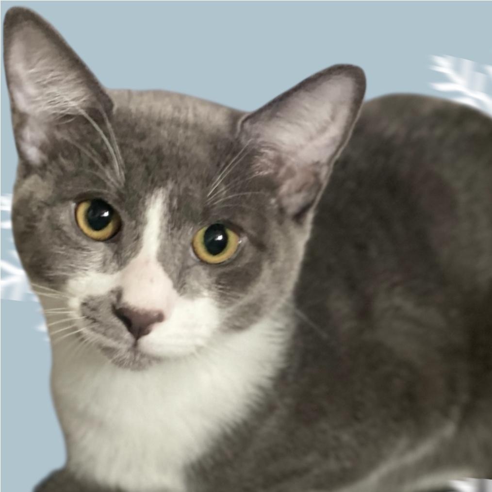 Spicer, a ADOPTABLE Domestic Short Hair in Woodbridge, VA image 3/3