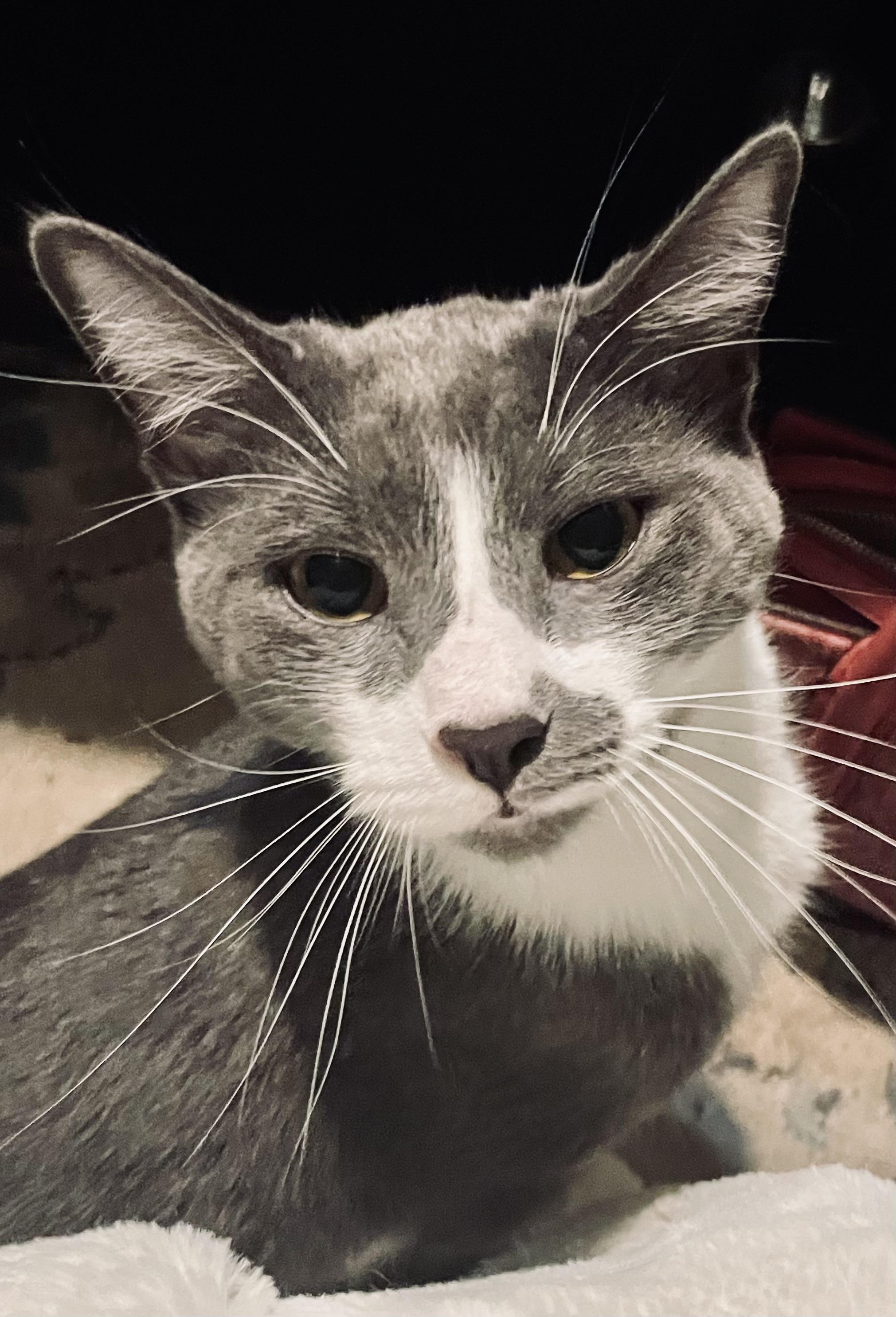 Spicer, ADOPTABLE, Young Male Domestic Short Hair.