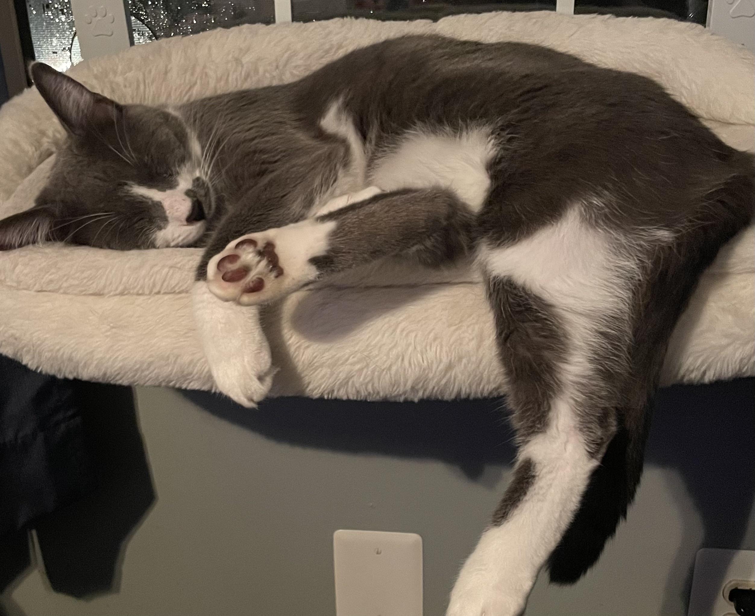 Spicer, a ADOPTABLE Domestic Short Hair in Woodbridge, VA image 2/3
