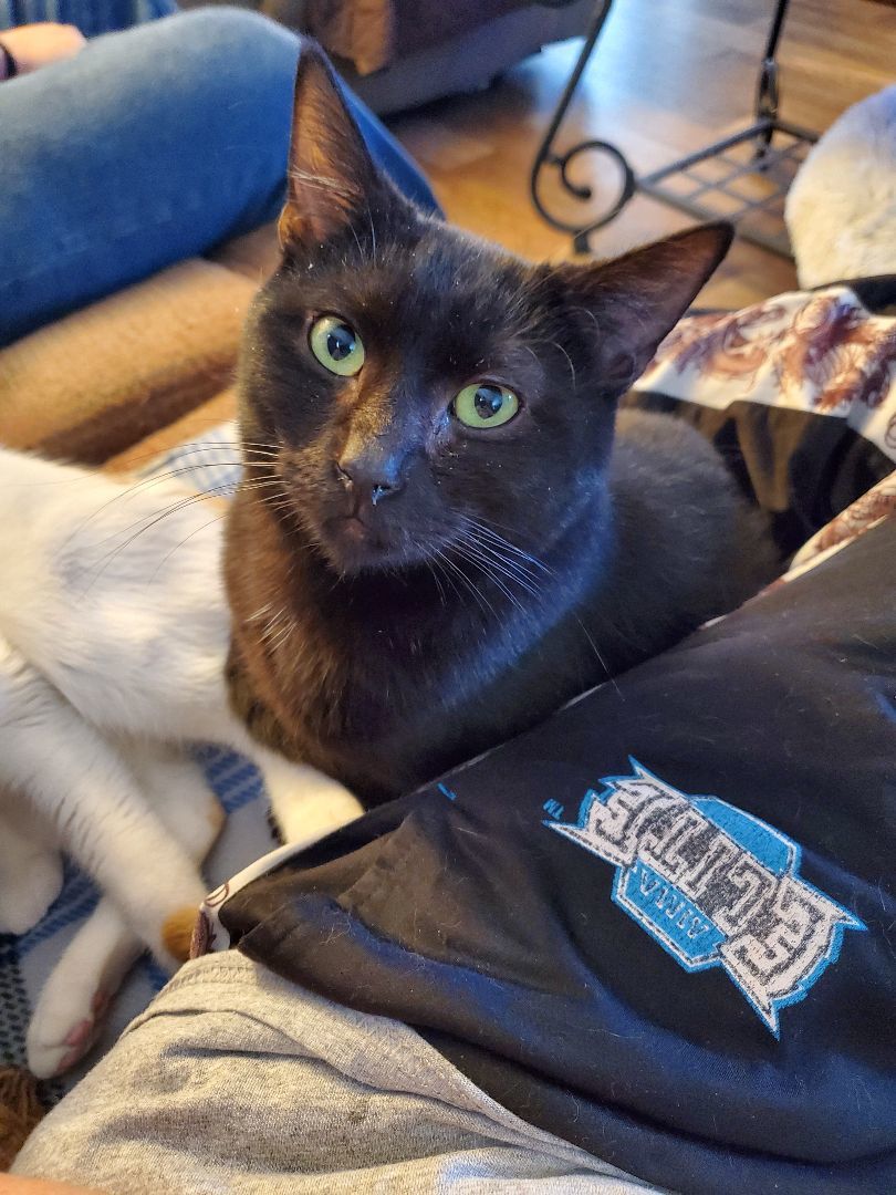 Coulson, a Adoptable mixed breed in Ripley, TN image 1/10