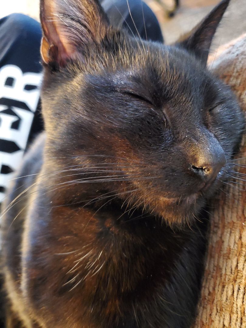 Coulson, a Adoptable mixed breed in Ripley, TN image 2/10