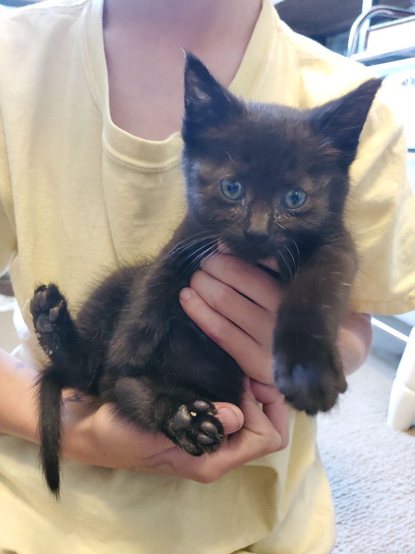 Coulson, a Adoptable mixed breed in Ripley, TN image 4/10