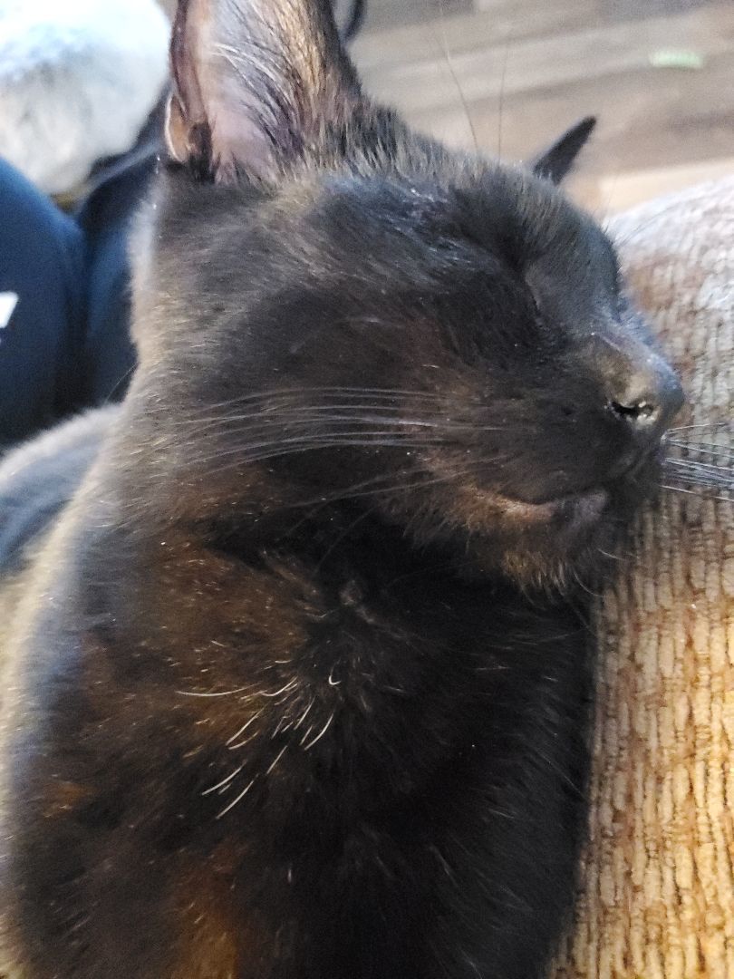 Coulson, a Adoptable mixed breed in Ripley, TN image 5/10