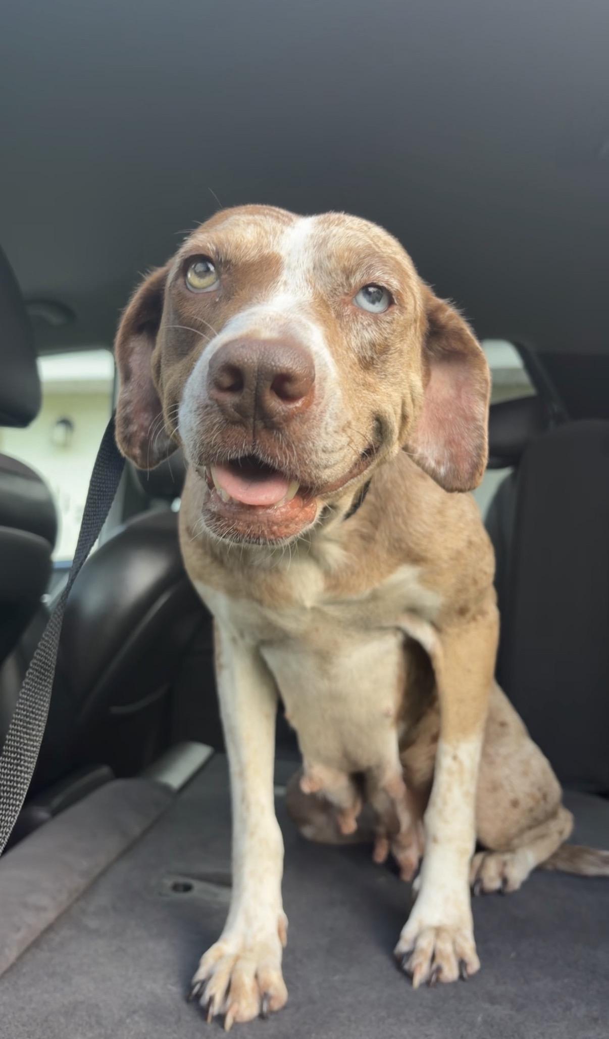 Bowie, ADOPTABLE, Adult Female Catahoula Leopard Dog.