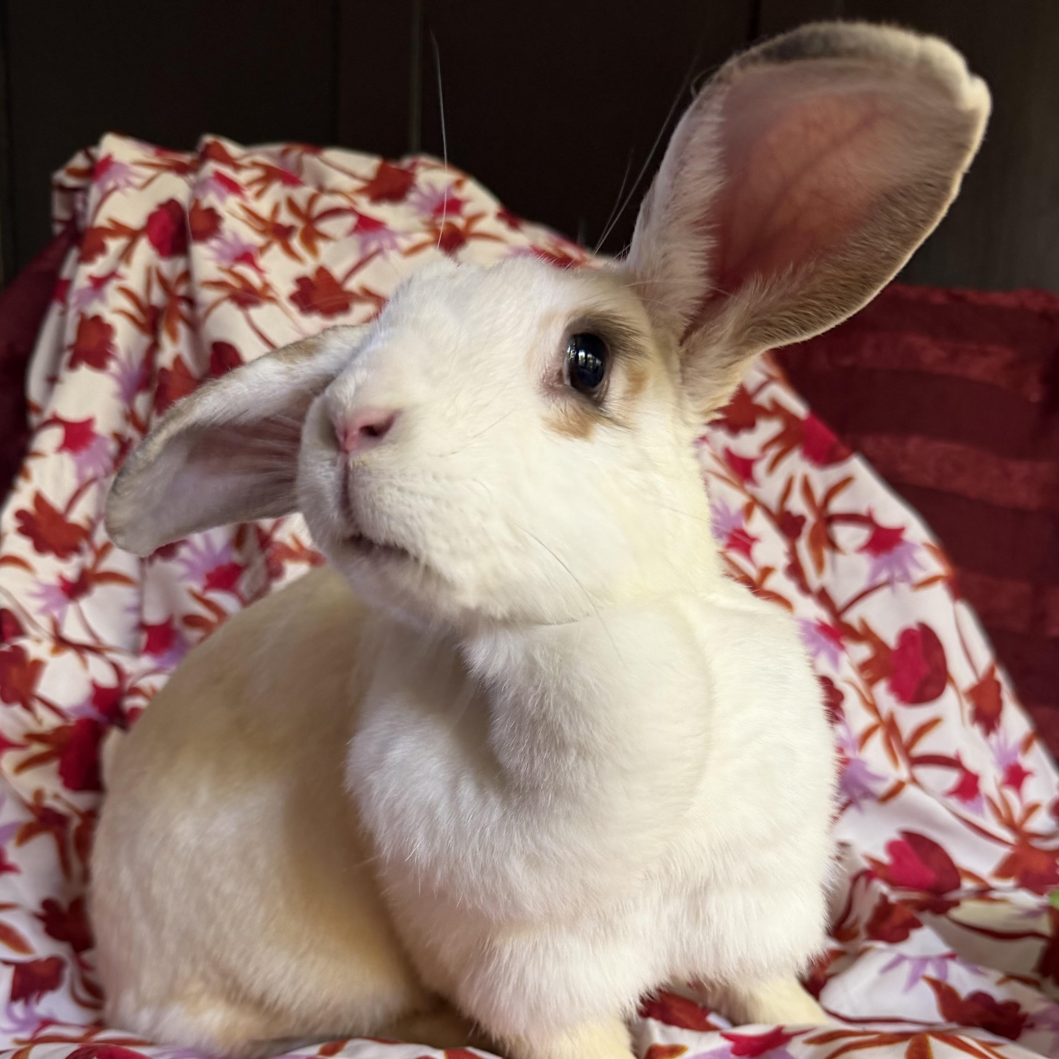 Enlarge Chloe, a Adoptable mixed breed in Livermore, CA image 1/5
