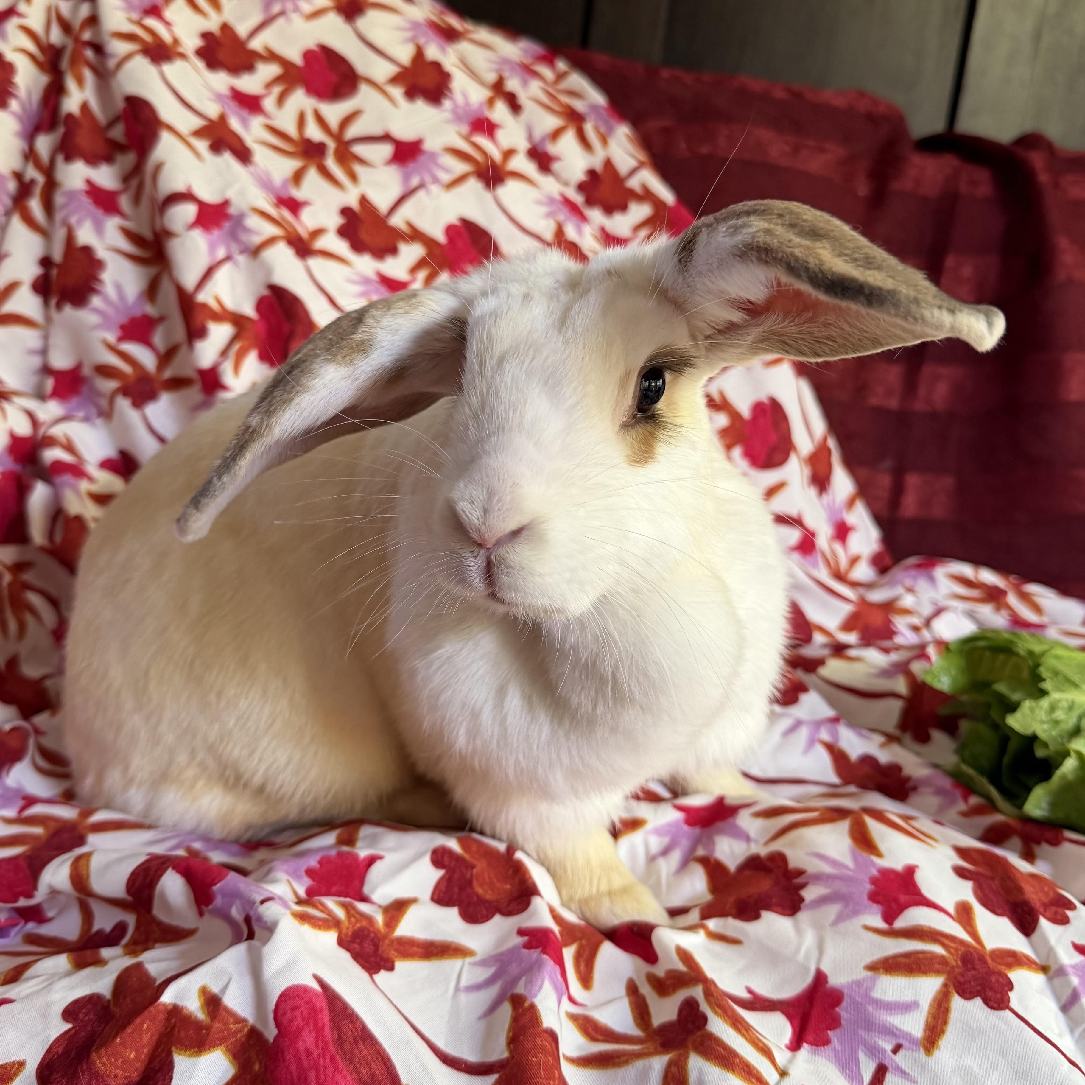 Enlarge Chloe, a Adoptable mixed breed in Livermore, CA image 2/5