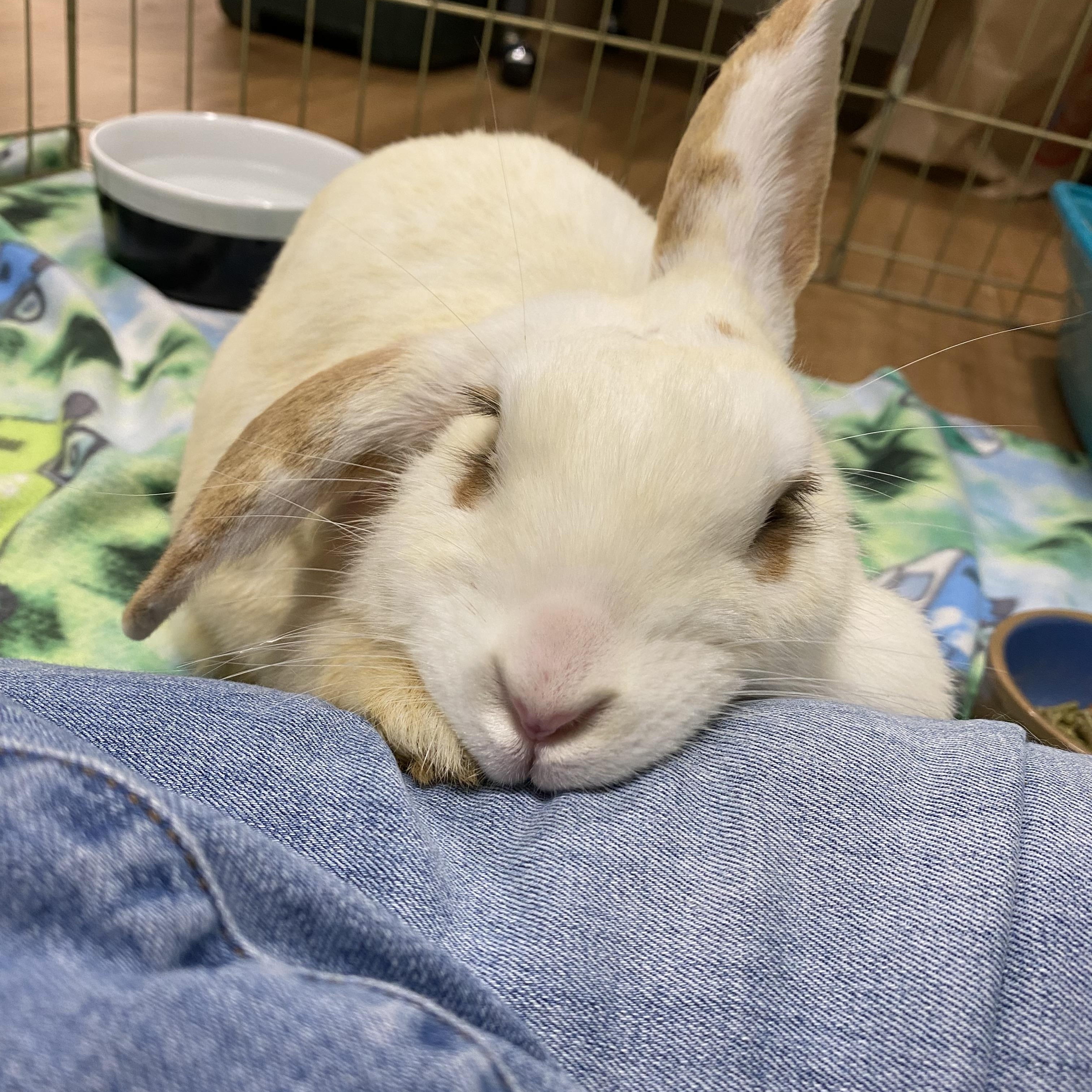Enlarge Chloe, a Adoptable mixed breed in Livermore, CA image 5/5