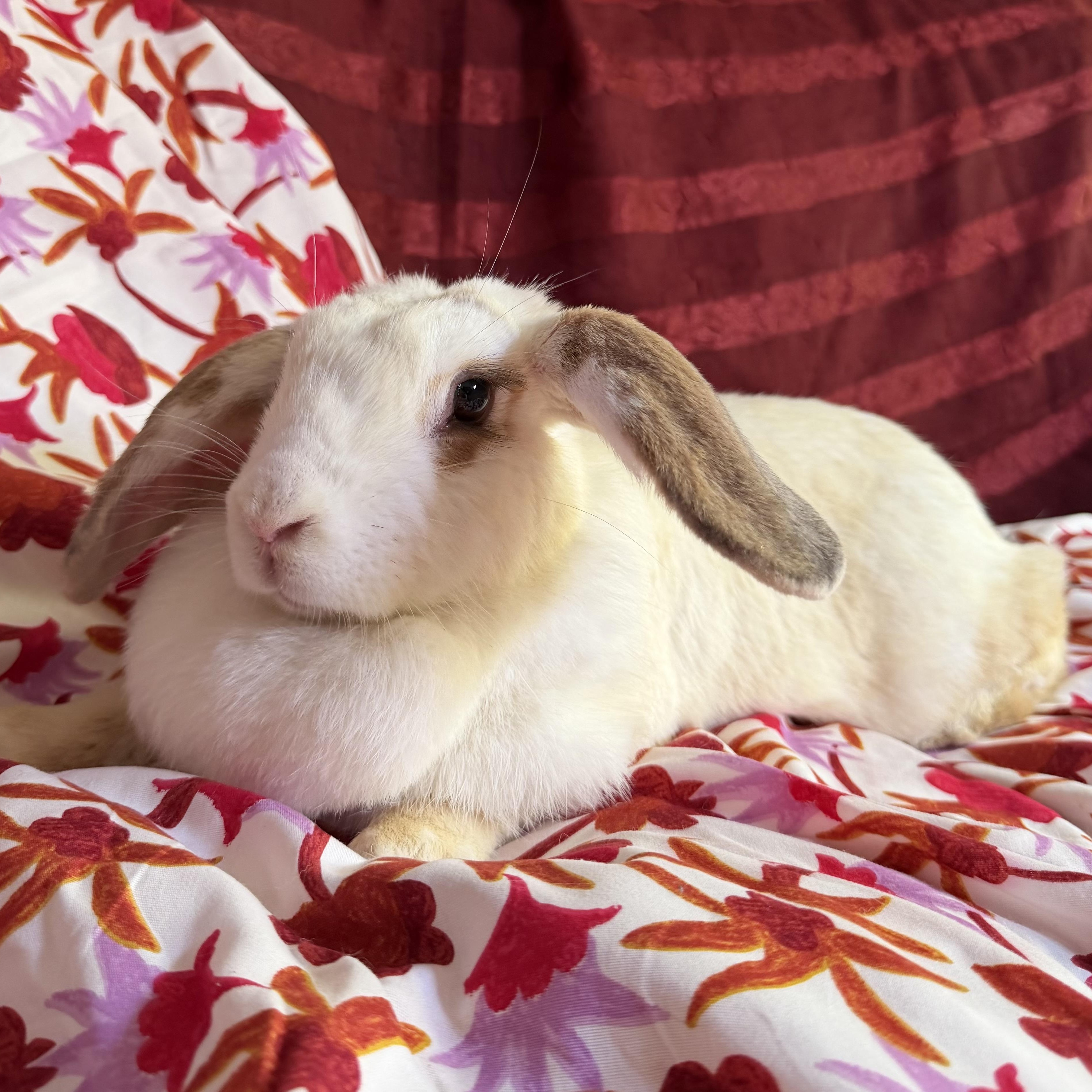 Enlarge Chloe, a Adoptable mixed breed in Livermore, CA image 3/5