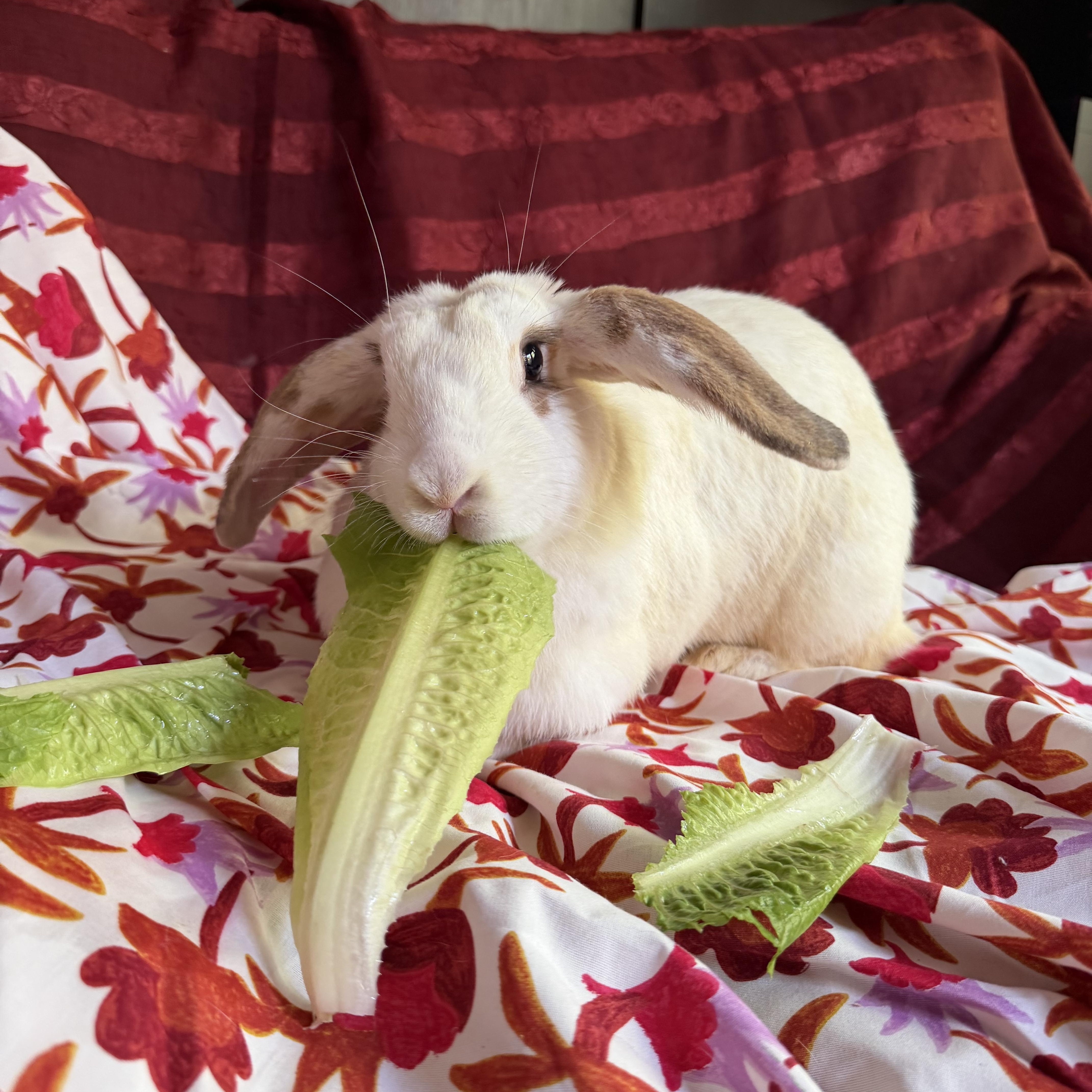 Enlarge Chloe, a Adoptable mixed breed in Livermore, CA image 4/5
