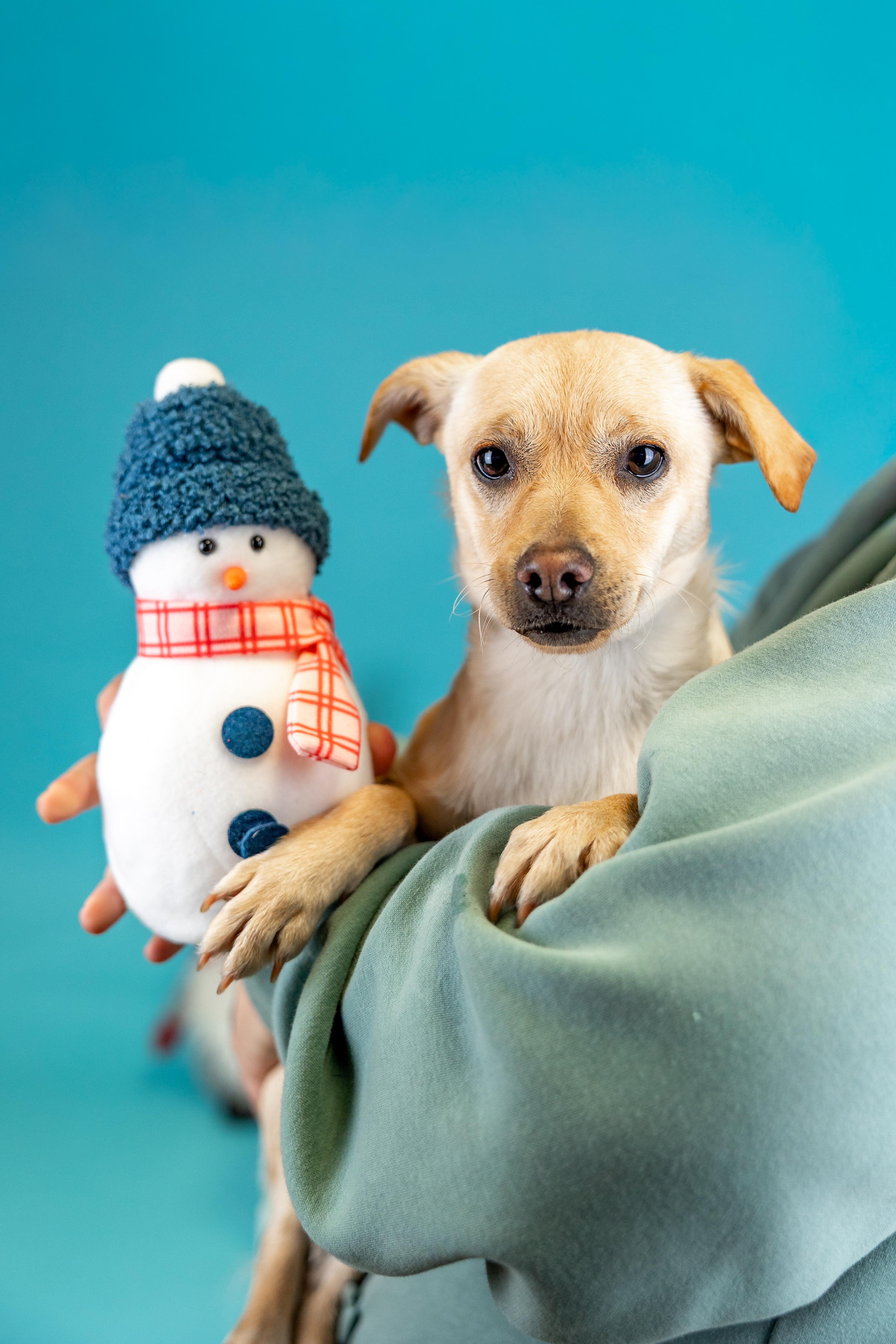 #1017-25 (Star), Adoptable, Young Female Chihuahua.