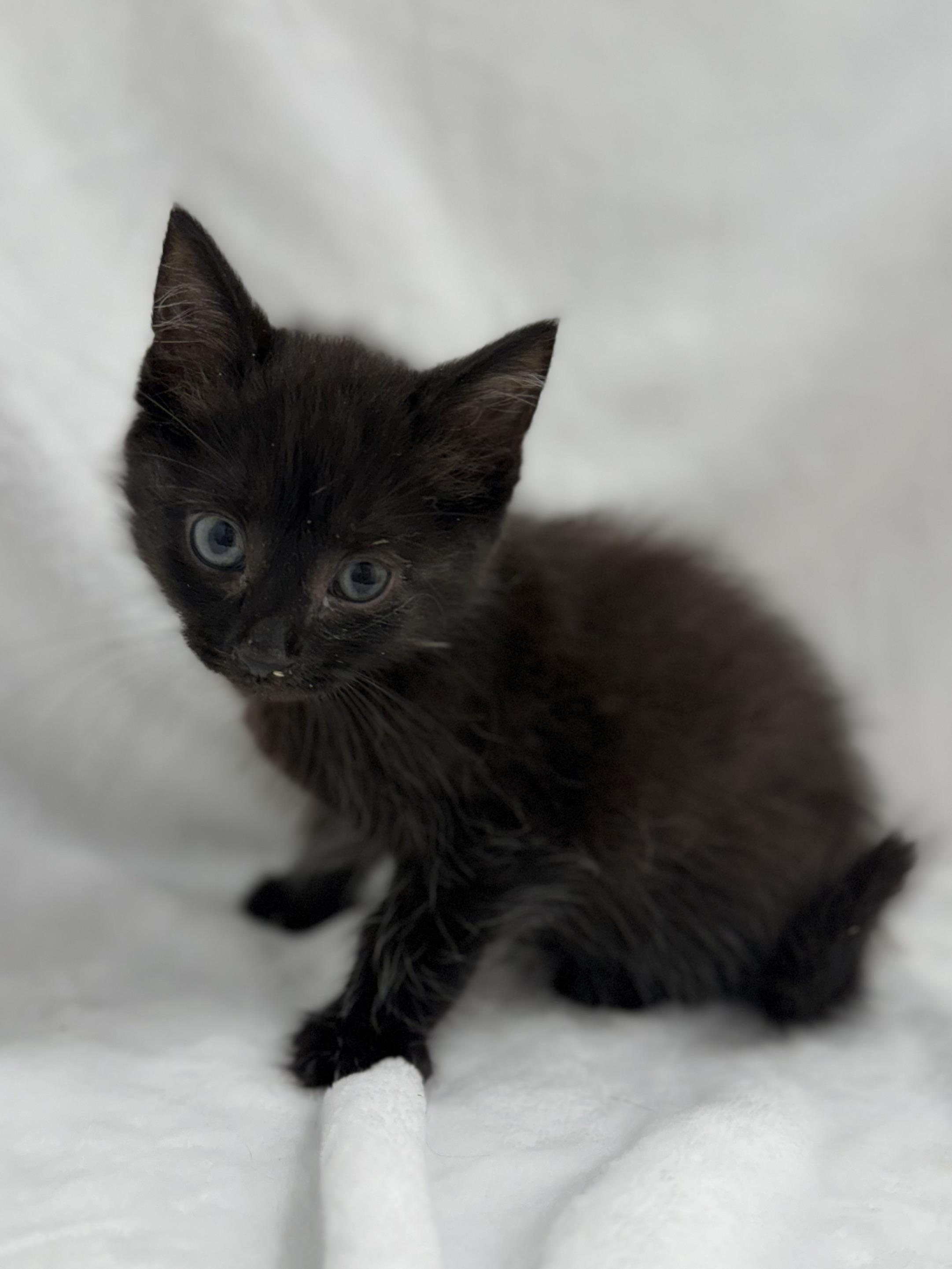 Enlarge Otto, a Adoptable Domestic Long Hair in Greensboro, NC image 1/1